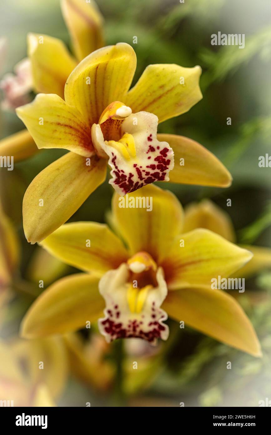 Semplicemente bello. Ritratto naturale ad alta risoluzione delle orchidee con spazio negativo Foto Stock