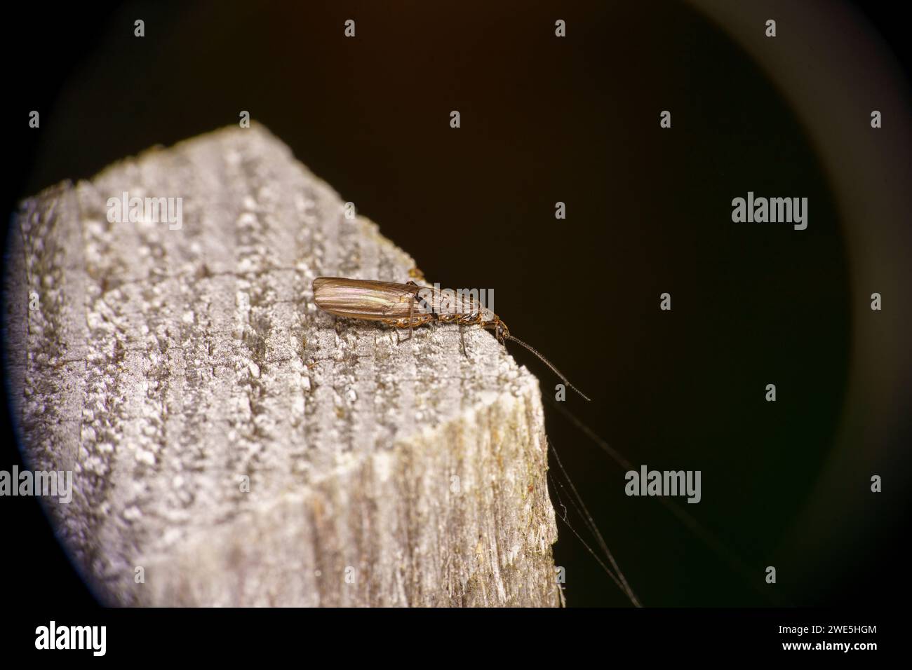 Leuctra fusca famiglia Leuctridae genere Leuctra Needle fly natura selvaggia insetti carta da parati, foto, fotografia Foto Stock