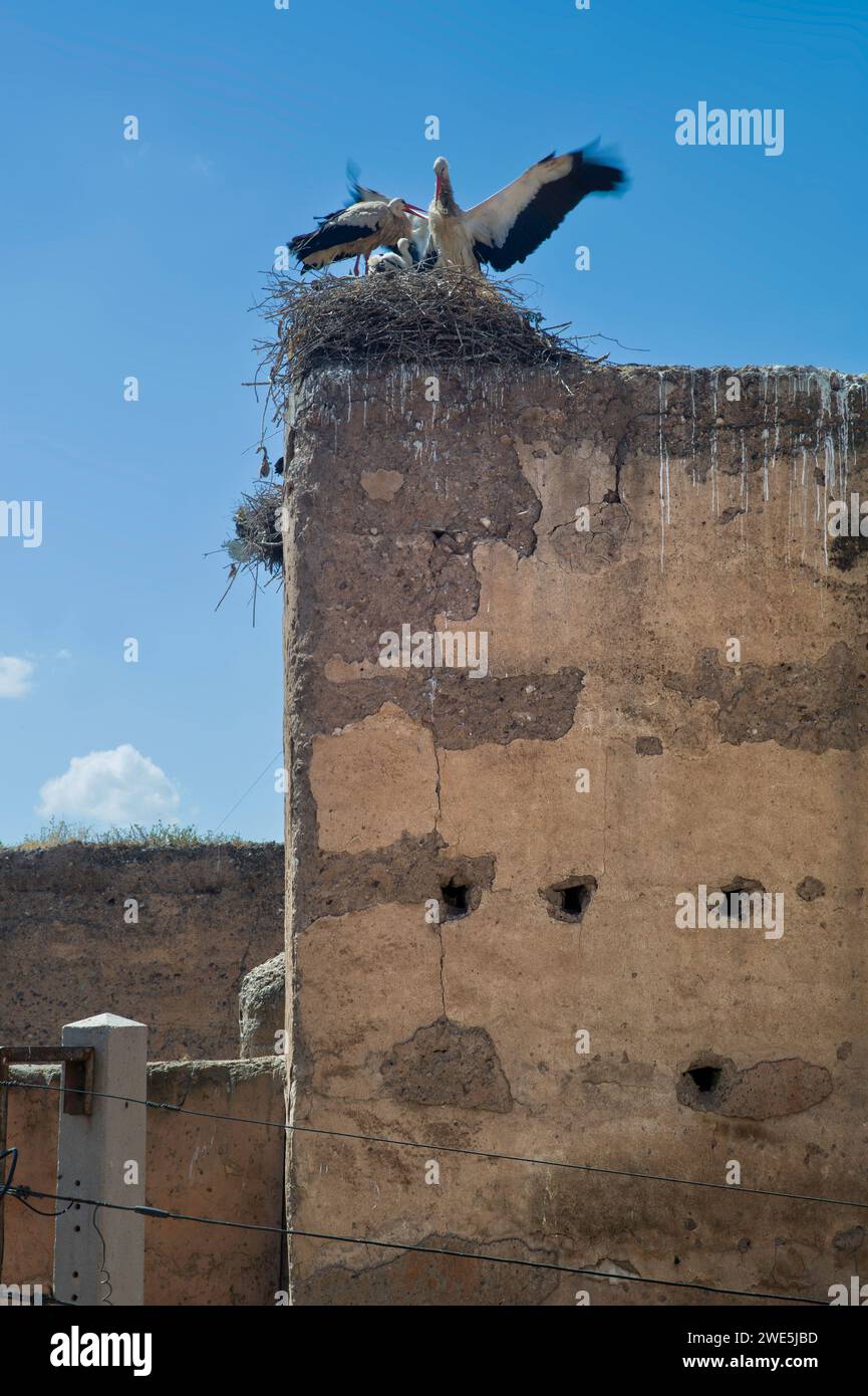 La cicogna e i suoi giovani siedono sul loro nido costruito all'angolo delle antiche mura della cittadella fortificata di Meknes, in Marocco Foto Stock