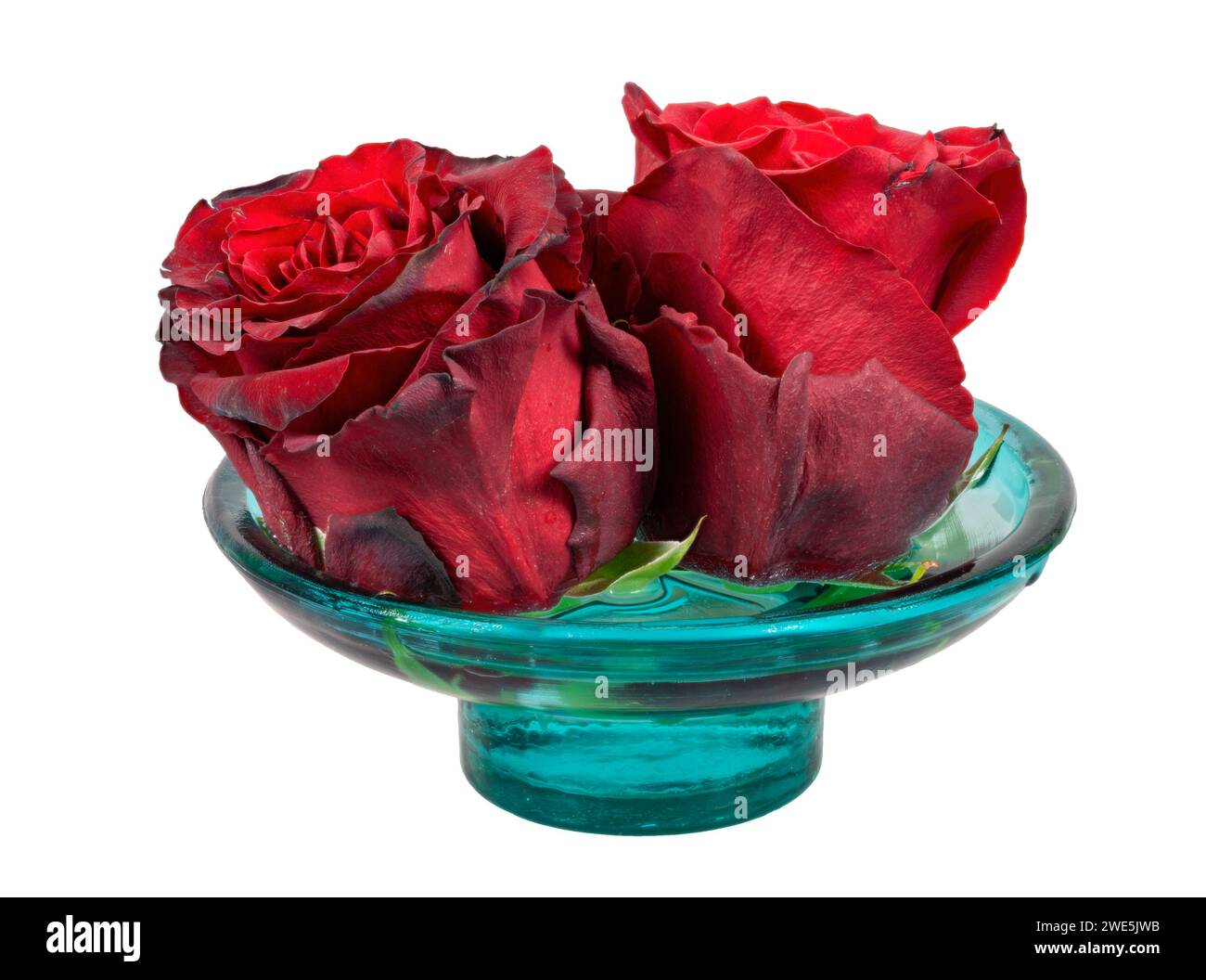 Fiori di rose rosse appassite isolate in un recipiente di vetro Foto Stock
