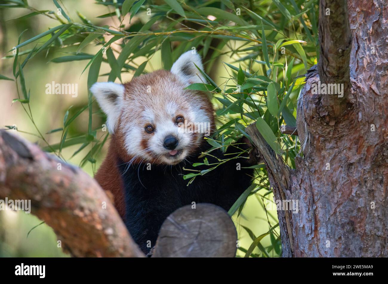Panda Rossa (Orso gatto), Tiergarten, Salisburgo Foto Stock
