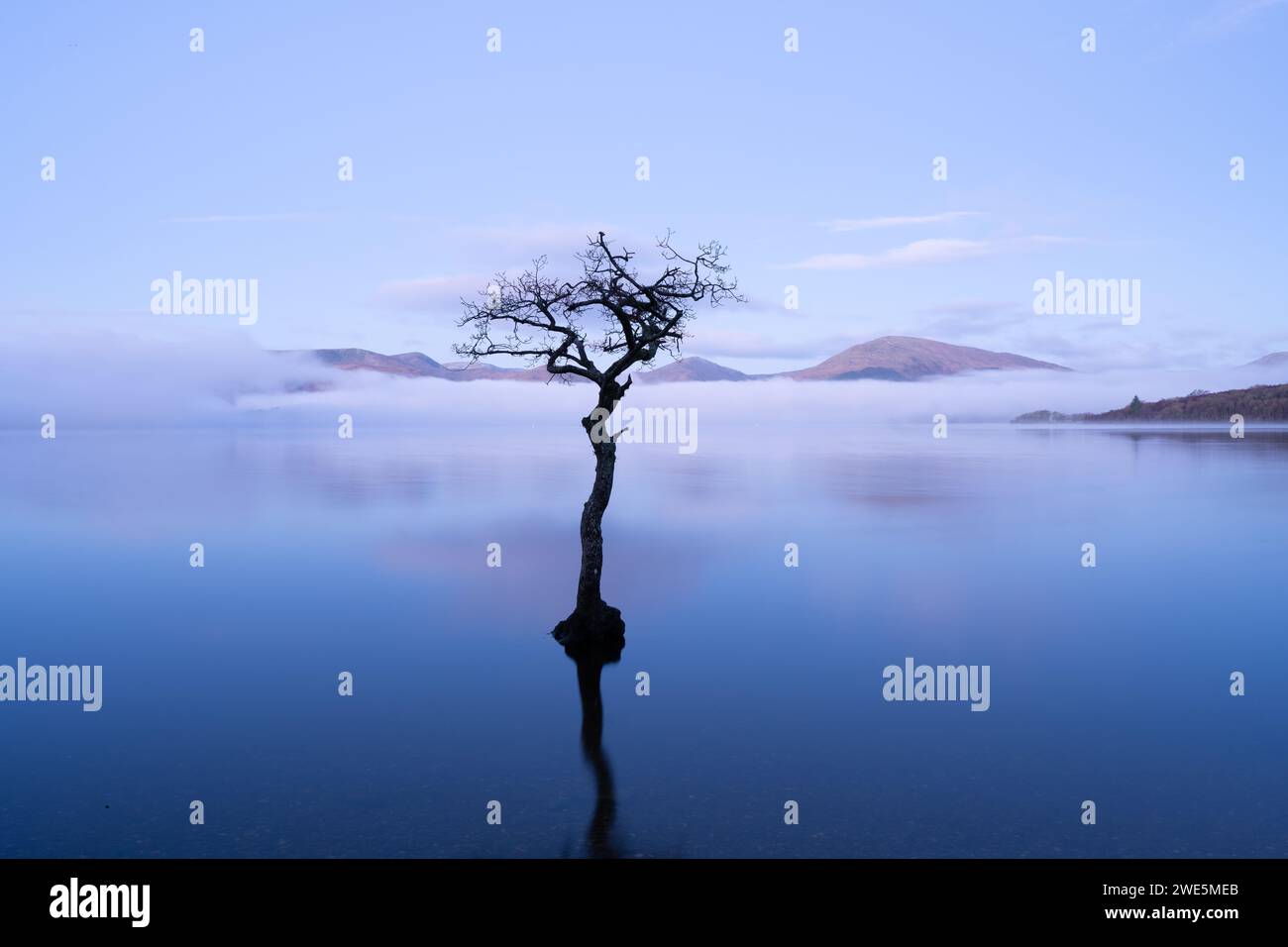 lone Tree Milarrochy Bay Loch Lomond Scozia Foto Stock