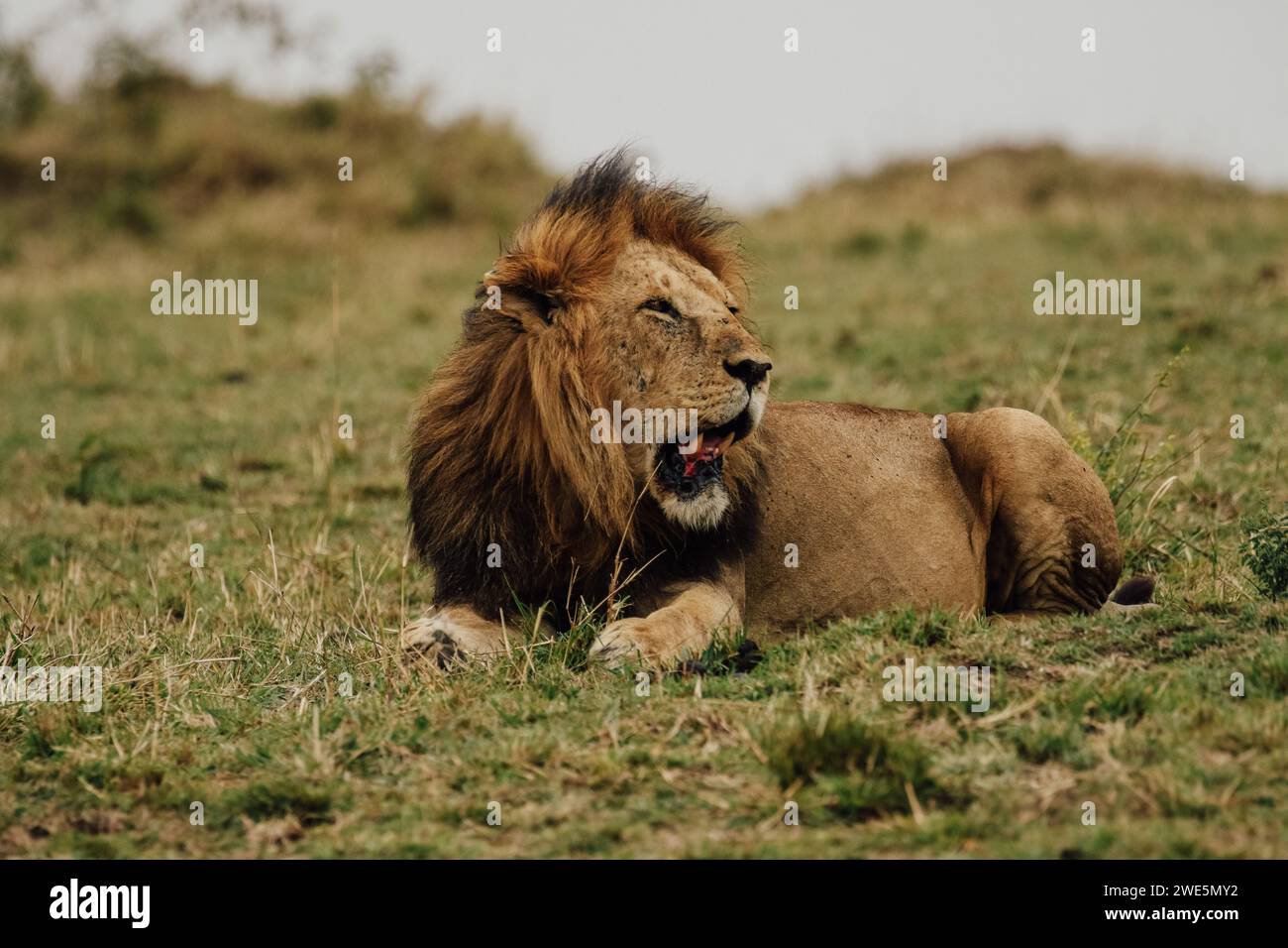 Un leone appoggiato sull'erba, bocca spalancata. Foto Stock