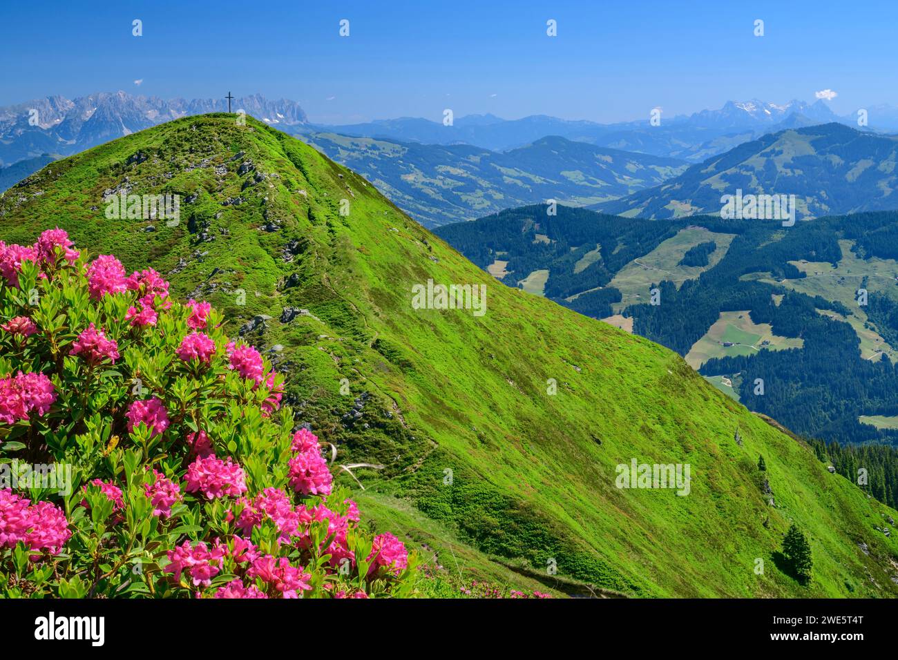 Rose alpine in fiore rosa con mandorle di campo, Wildschönauer Höhenweg, Wildschönau, Kitzbühel, Alpi di, Tirolo, Austria Foto Stock