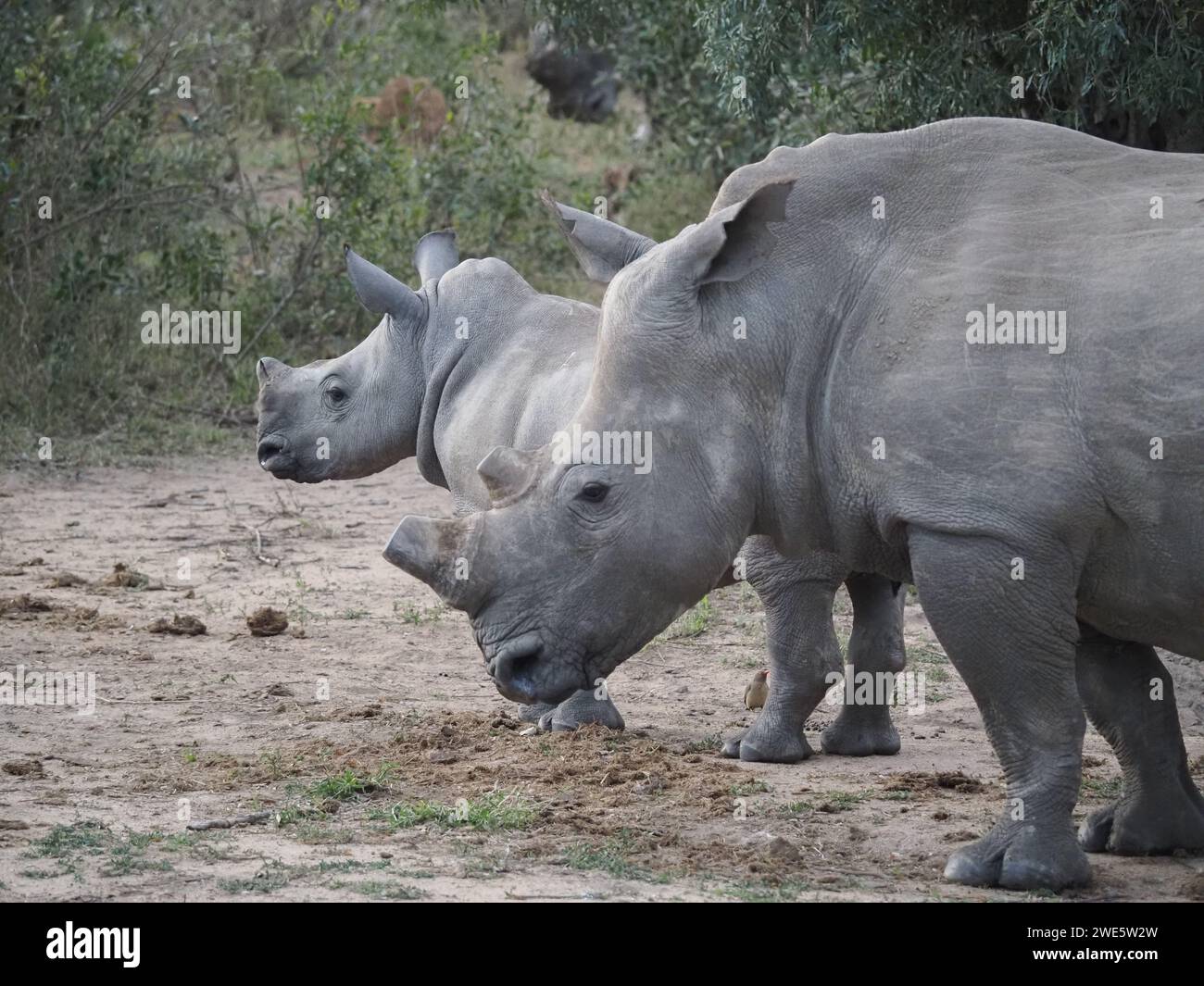 Due splendidi rinoceronti bianchi nel Parco Nazionale di Kruger, la loro sicurezza per le corna è stata rimossa per scoraggiare gli sforzi di bracconaggio. Foto Stock