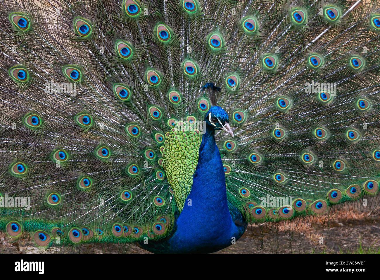 Peacock male che espone il suo fan delle penne di coda, Yorkshire, Regno Unito Foto Stock