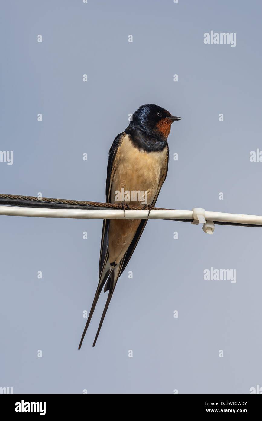 Rondine maschio appollaiato su un filo nel Galles del Sud, Regno Unito Foto Stock