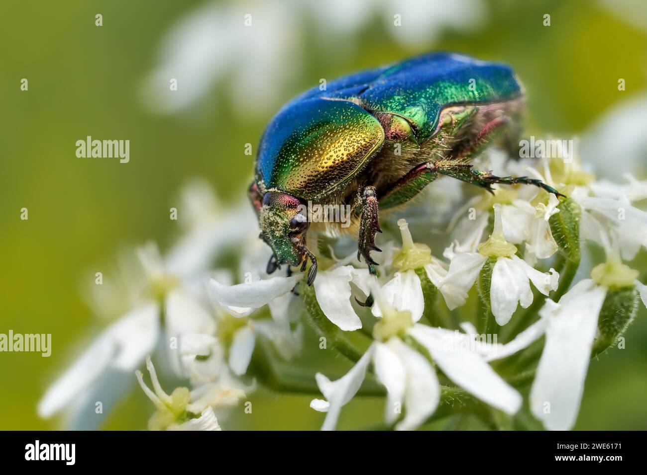 Green Rose Chafer (Cetonia aurata) macro su piccoli fiori bianchi Foto Stock