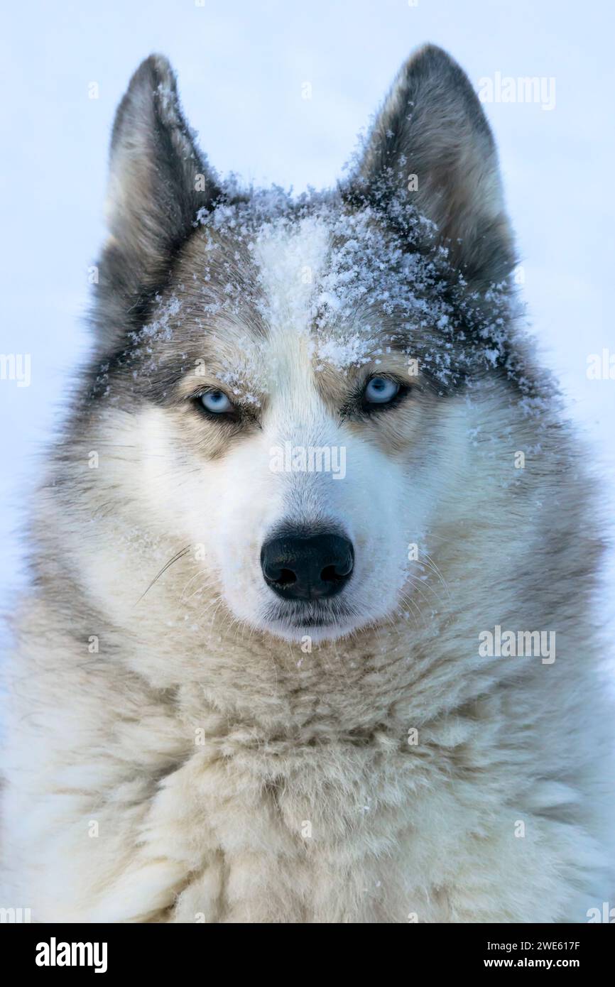 Primo piano di un mix di pastori tedeschi Husky. Foto Stock