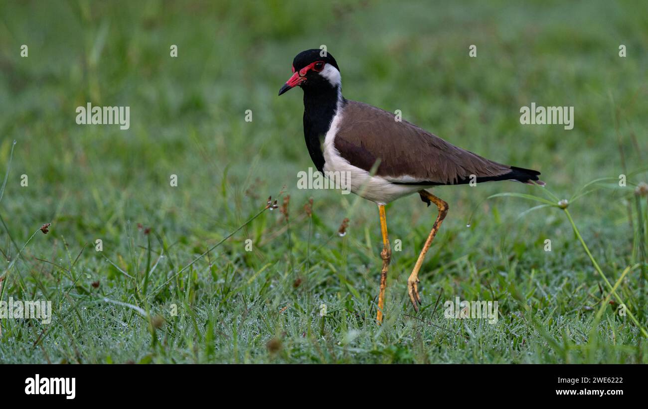 Un uccello selvatico che si erge graziosamente su un lussureggiante campo erboso, aggiungendo un tocco di bellezza naturale al paesaggio circostante Foto Stock