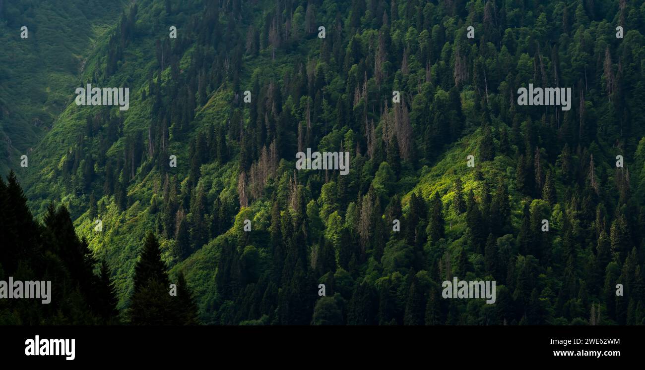 Pendii montani ricoperti di pini. Lussureggianti foreste di pini. Foresta e luce del sole. Foto Stock