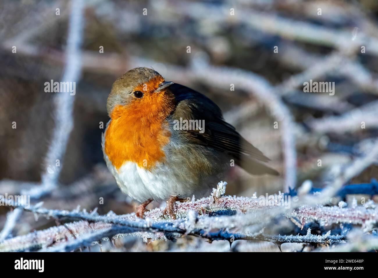 Robin riposa sul sottobosco coperto di gelo in inverno Foto Stock