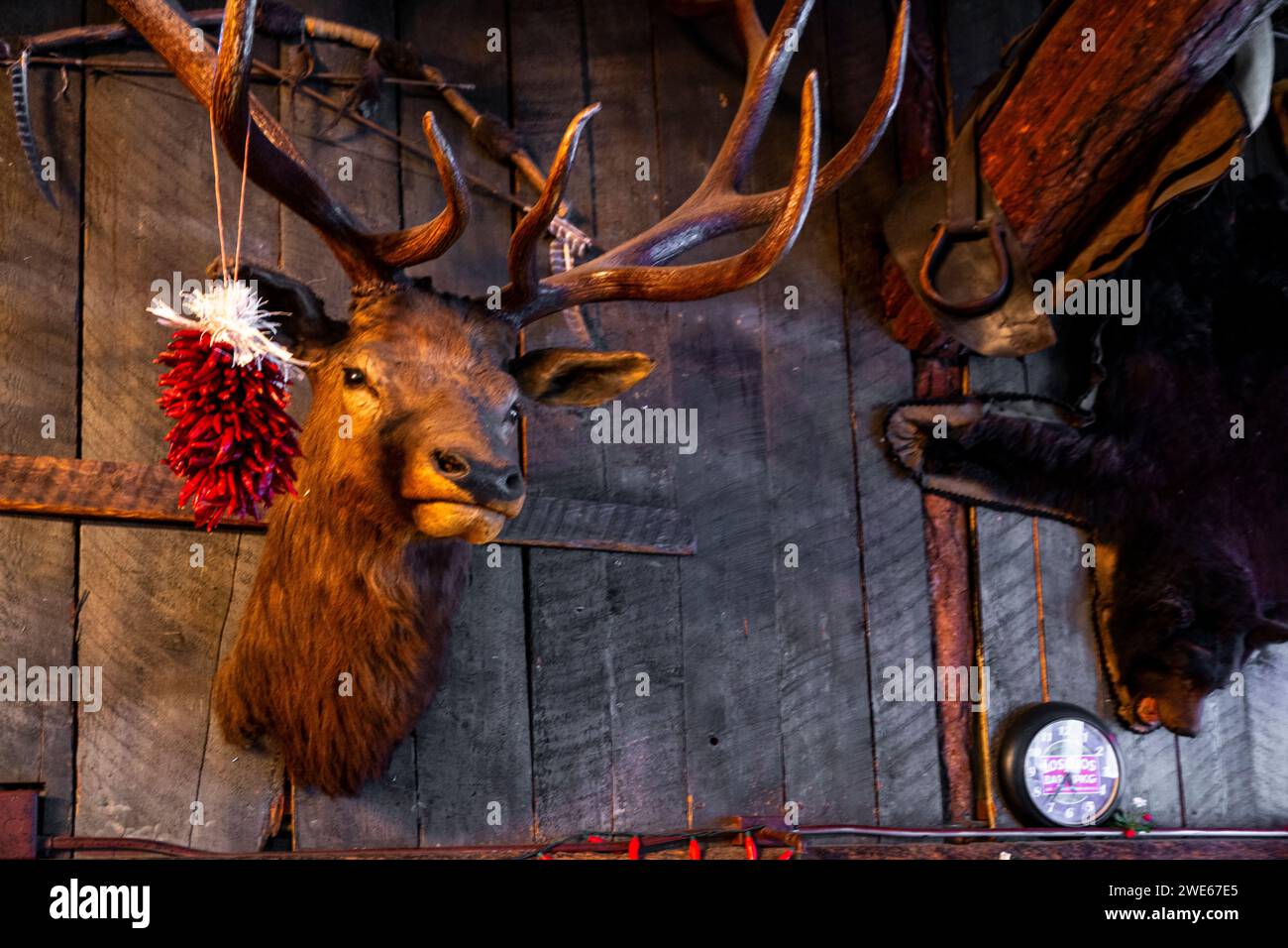 I cimeli della caccia e delle miniere decorano gli interni dello storico Los Ojos Restaurant and Saloon a Jamez Springs, New Mexico. Foto Stock