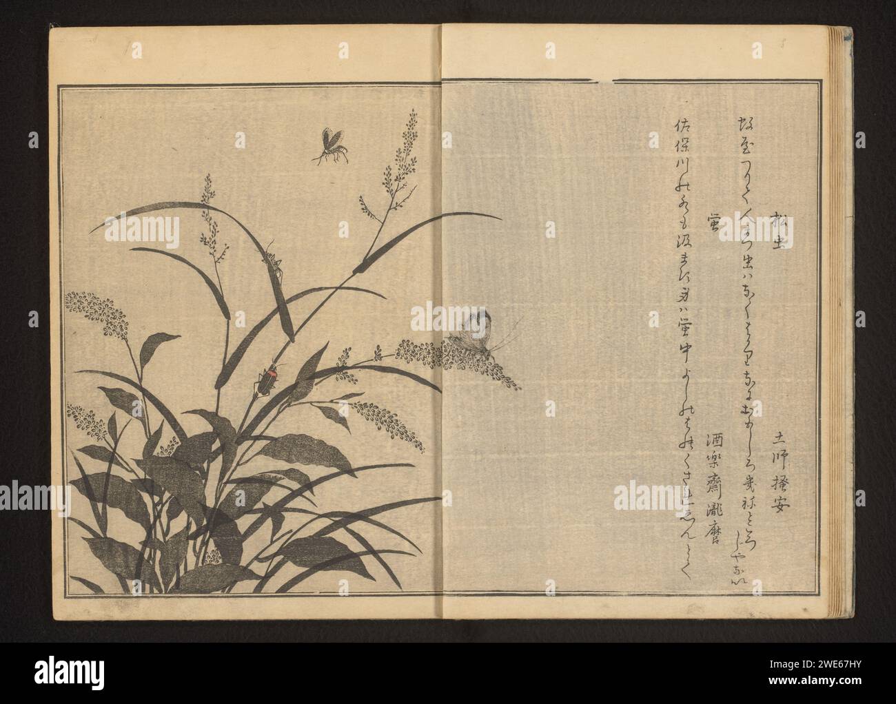 Cricket and Fireflies on polygonum and already, 1788 Page 7b and 8a in parte uno del Libro degli insetti di Utamaro. O il colore della carta Woodcut Foto Stock