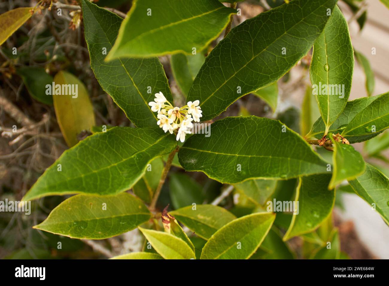 Diversi tipi e forme di verde e fogliame, tra cui muschio spagnolo di alberi e cespugli, più un uccello!! Foto Stock