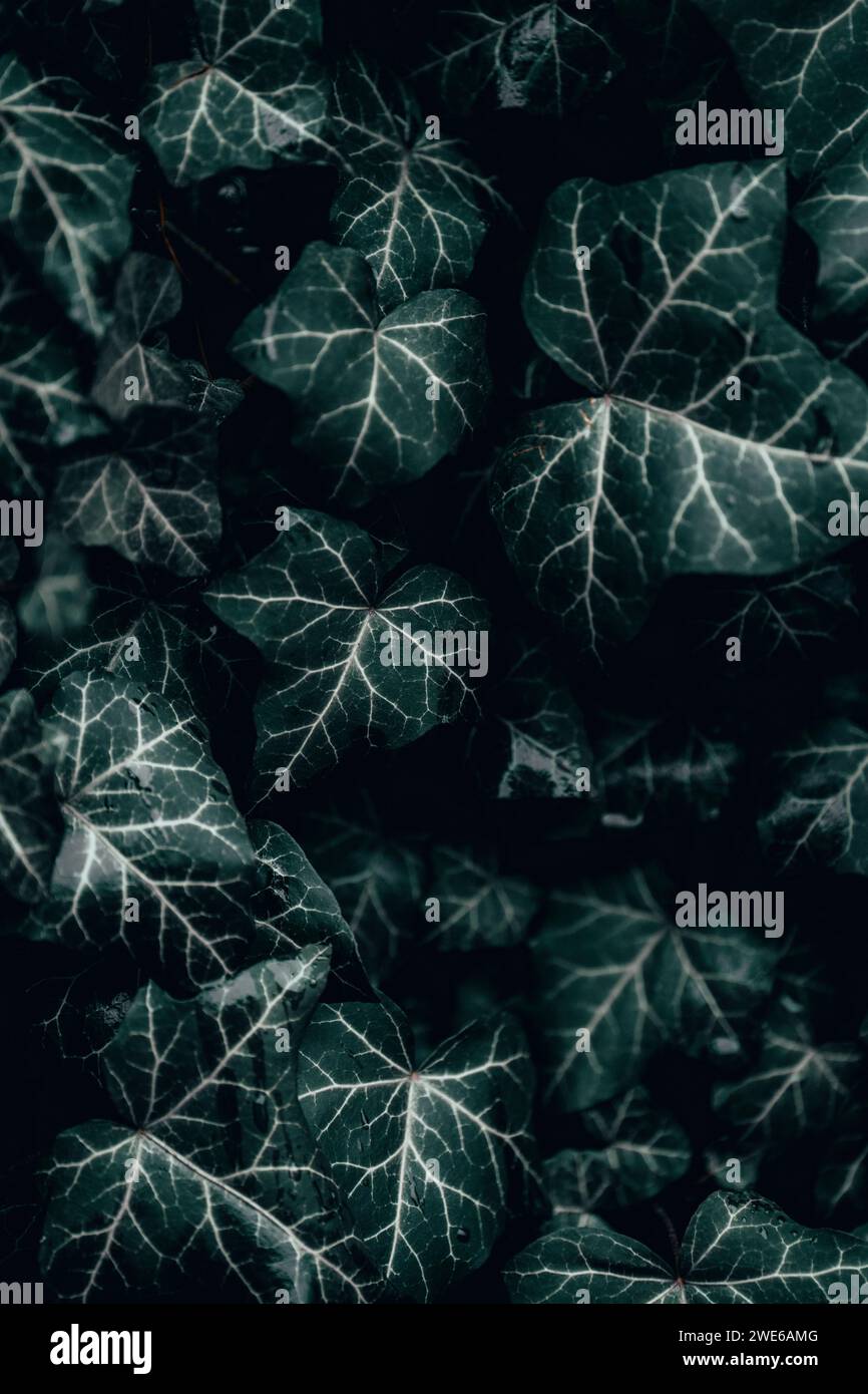 Foglie verdi scure di ivy Foto Stock