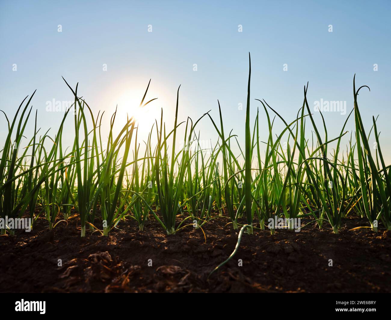 Piante di cipolla coltivate sul terreno al tramonto Foto Stock