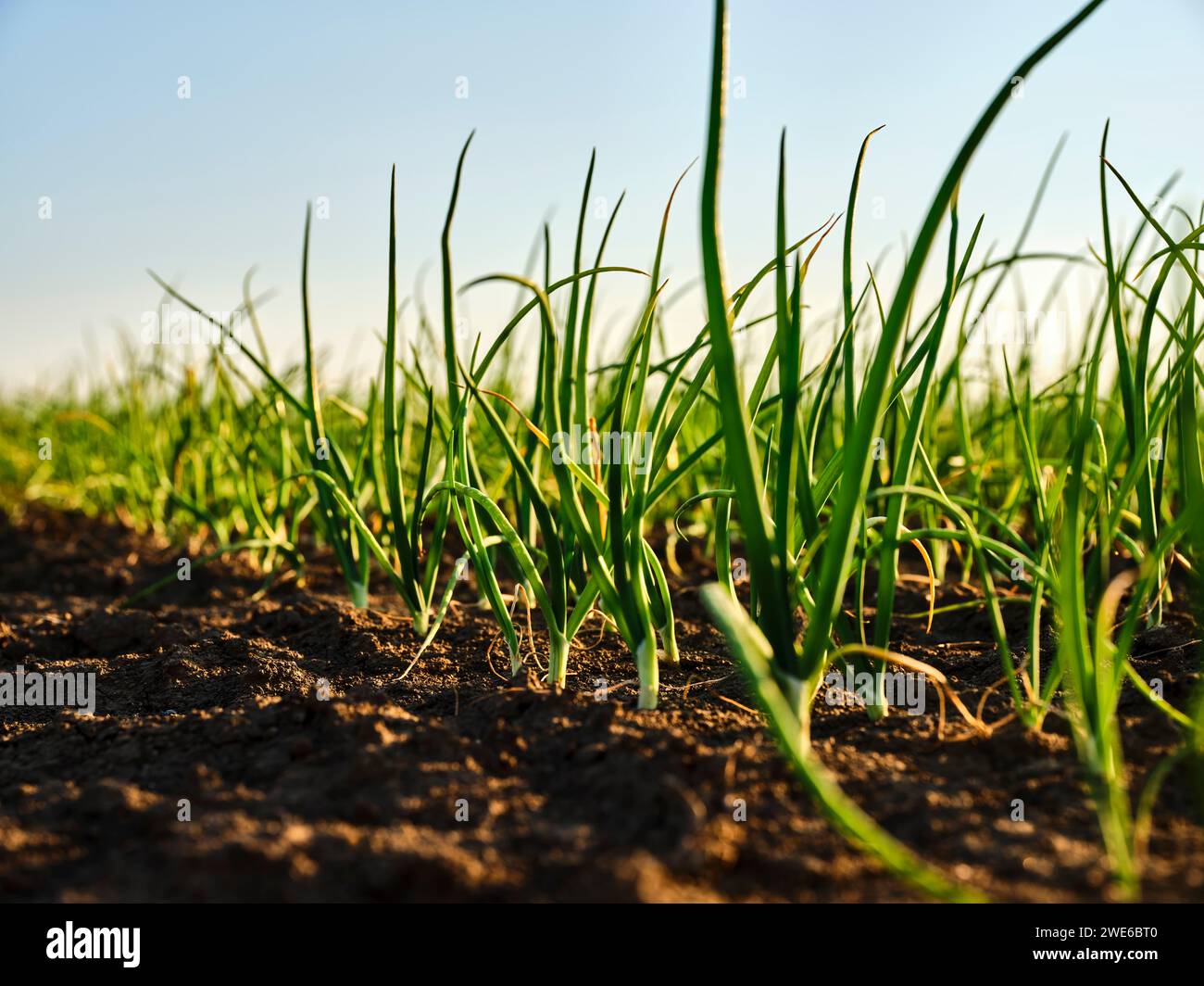 Piante di cipolla coltivate nel terreno al tramonto Foto Stock