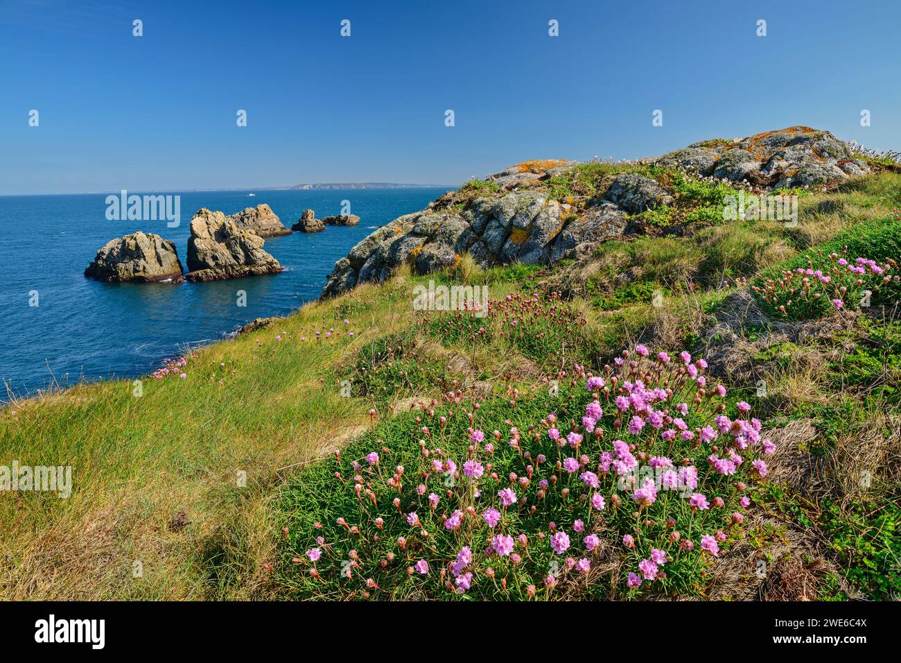Francia, Bretagna, fiori selvatici fioriti al promontorio di Cap Sizun Foto Stock