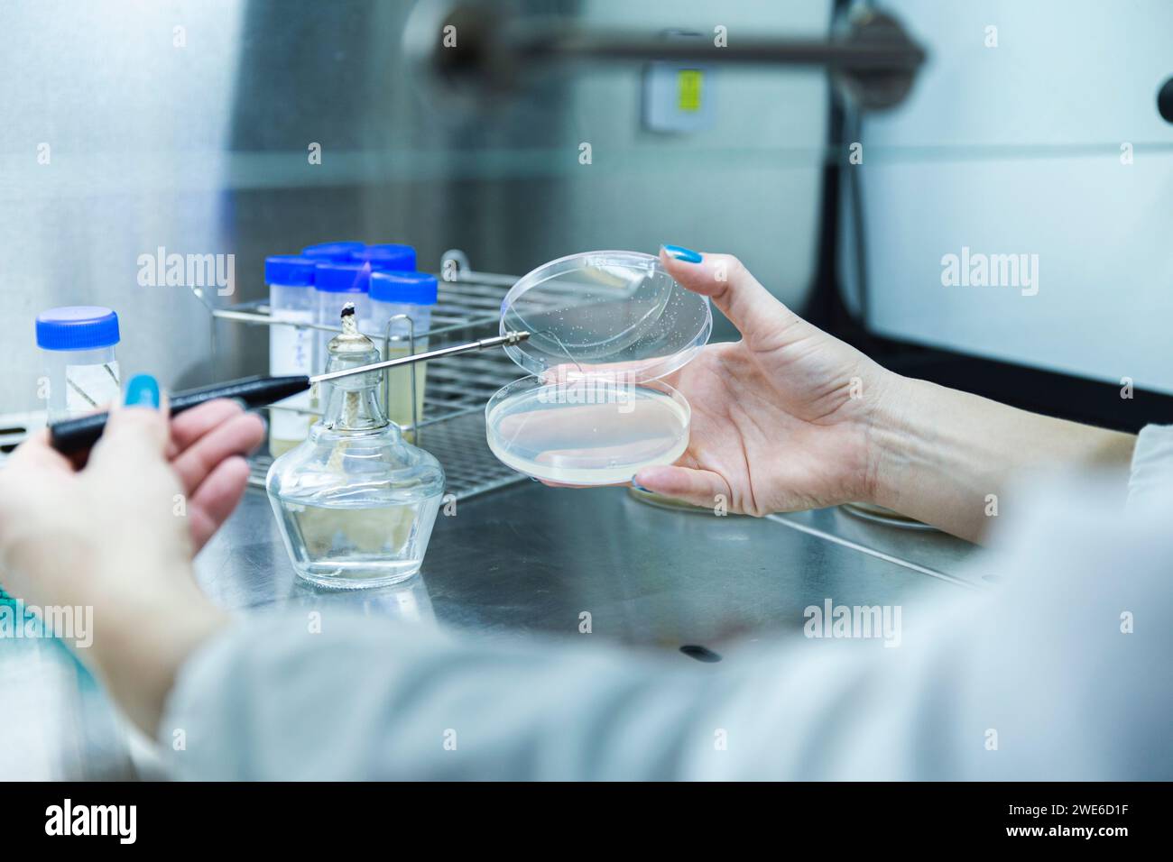 Scienziato che tiene la capsula di Petri con ansa di inoculazione in laboratorio Foto Stock