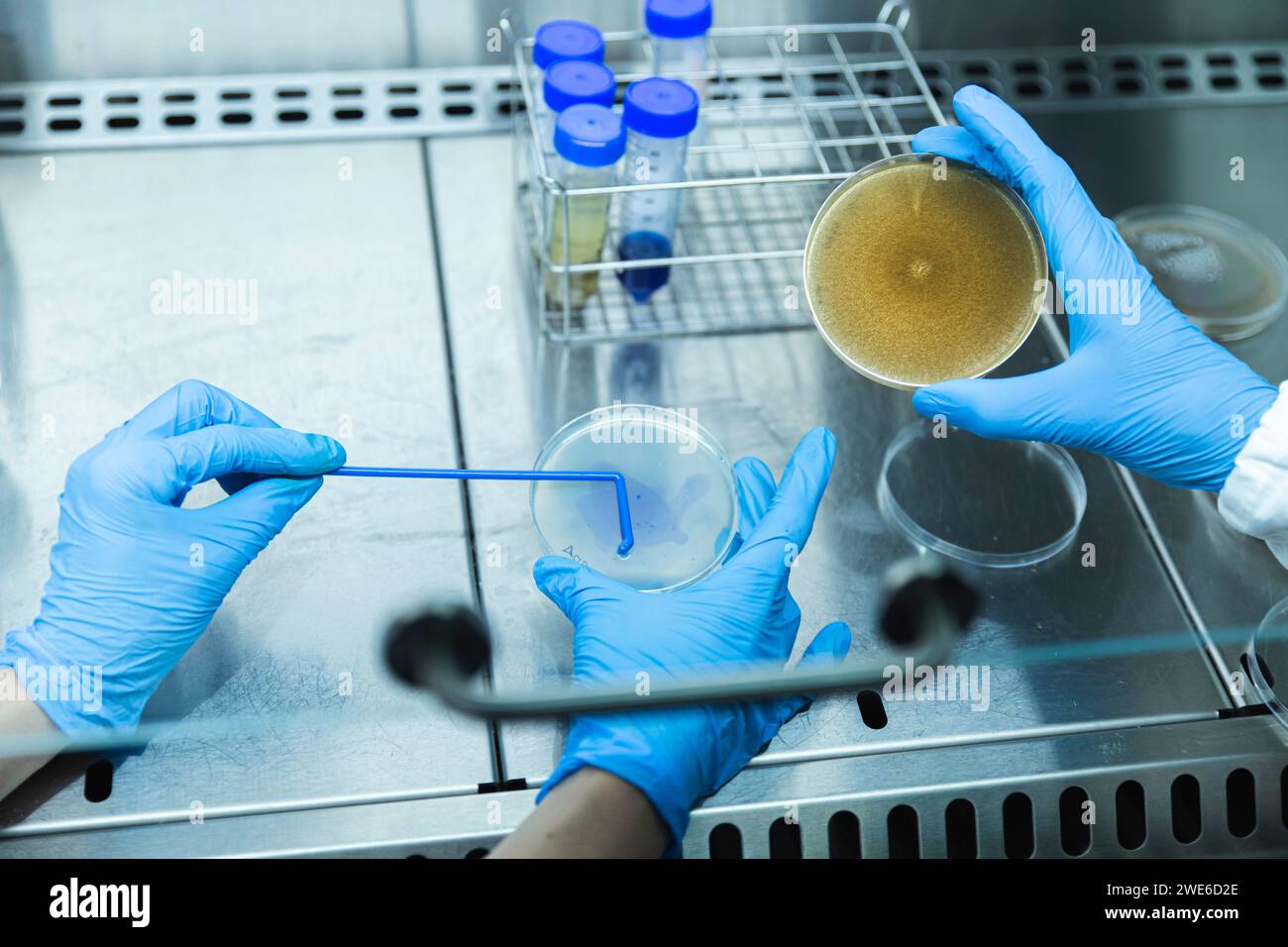 Scienziati che esaminano il campione su capsula di Petri in laboratorio Foto Stock
