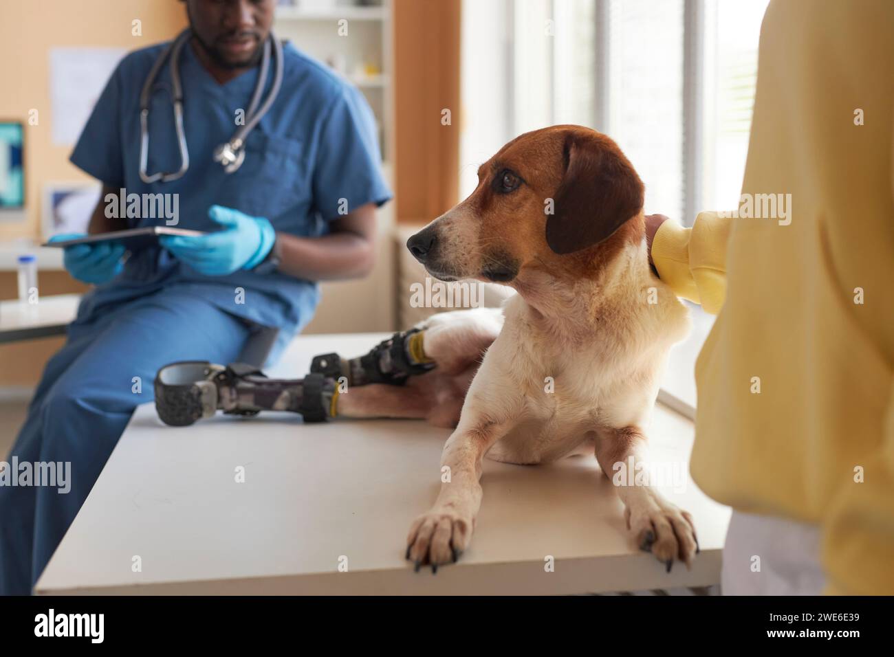 Cane per disabili seduto sul tavolo vicino al veterinario e donna in clinica Foto Stock