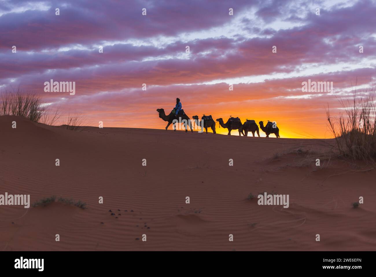 Uomo che viaggia a dorso di cammello al tramonto nel deserto del Sahara, in Marocco, in Africa Foto Stock