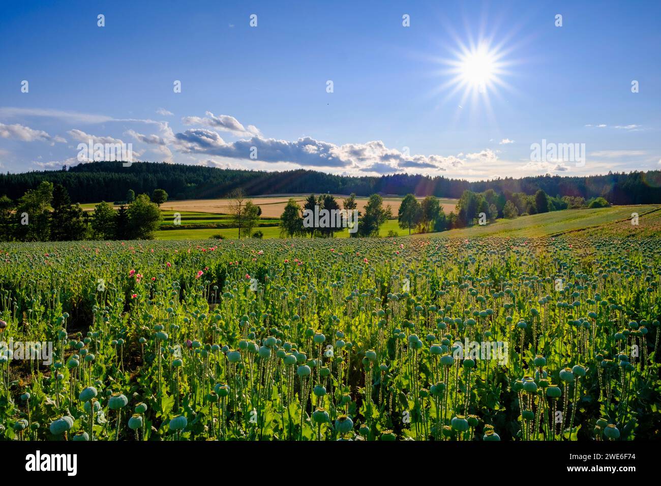 Austria, bassa Austria, Armschlag, vasto campo di papavero in estate Foto Stock