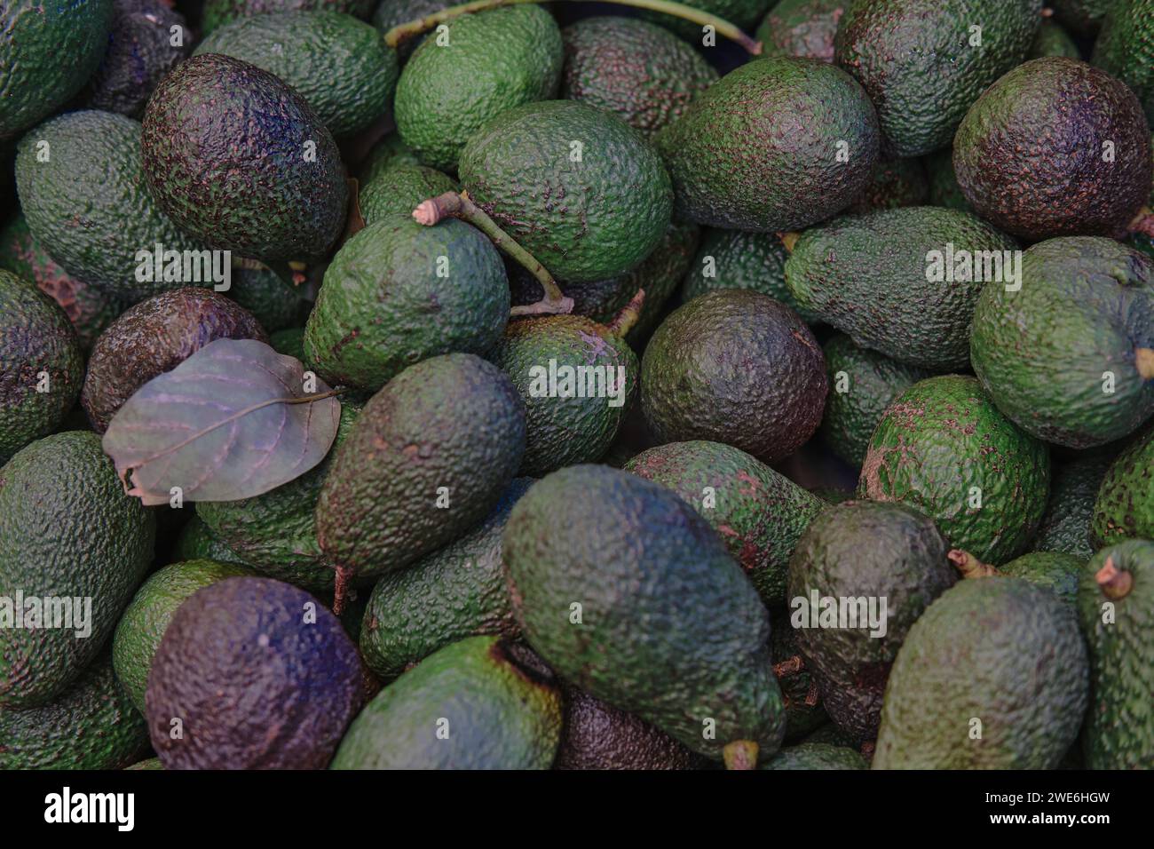 L'avocado si riferisce anche al frutto dell'albero dell'avocado, che è botanicamente una grande bacca contenente un singolo seme. Gli avocado sono molto nutrienti. Foto Stock