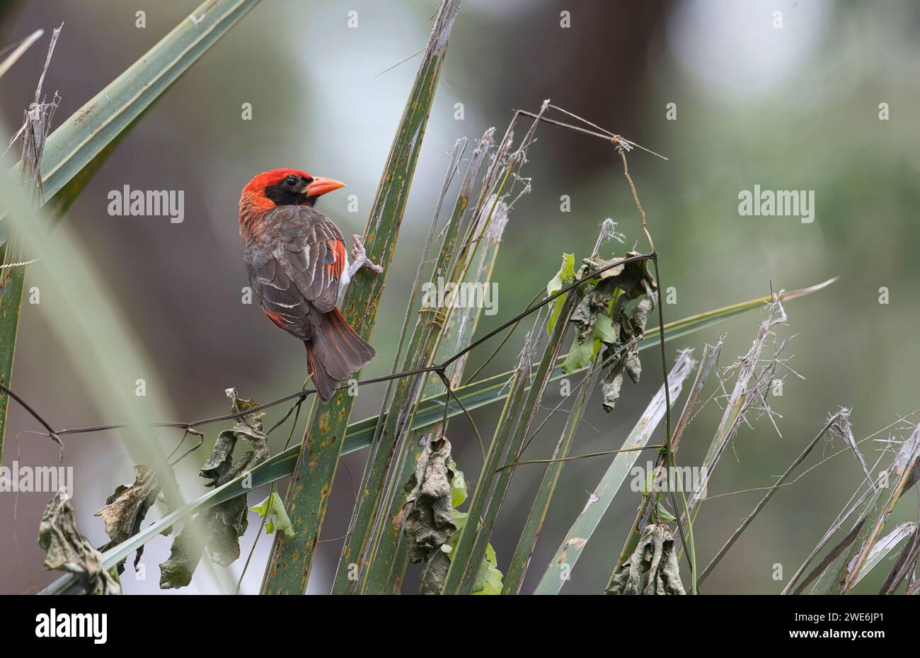 Red-head weaver (Anaplectes rubriceps), un maschio adulto riproduttore della razza leuconotus, trovato in gran parte del Kenya, Ruanda, Uganda e Nth. Tanzania Foto Stock