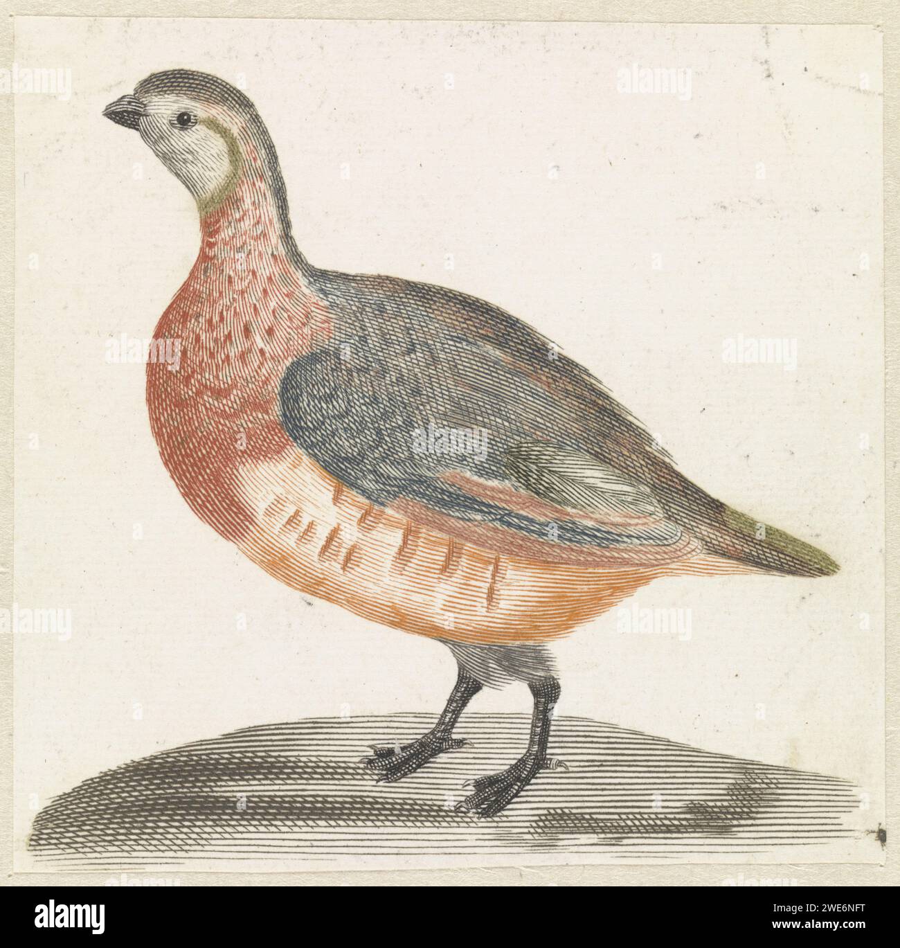 Veldhoen, Anonymous, 1688 - 1698 stampa Olanda carta incisione Walker and runner Birds: partridge Foto Stock