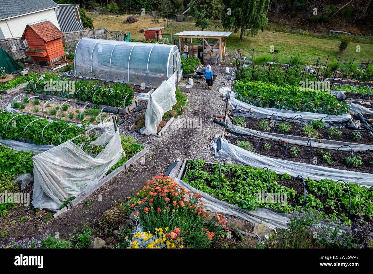 Un piccolo giardino di mercato suburbano densamente piantato a South Hobart, Tasmania, Australia Foto Stock