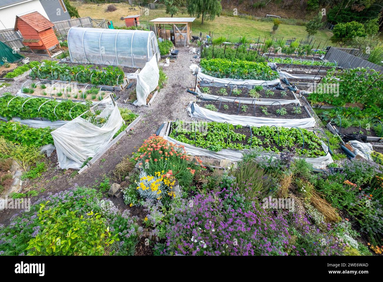 Un piccolo giardino di mercato suburbano densamente piantato a South Hobart, Tasmania, Australia Foto Stock