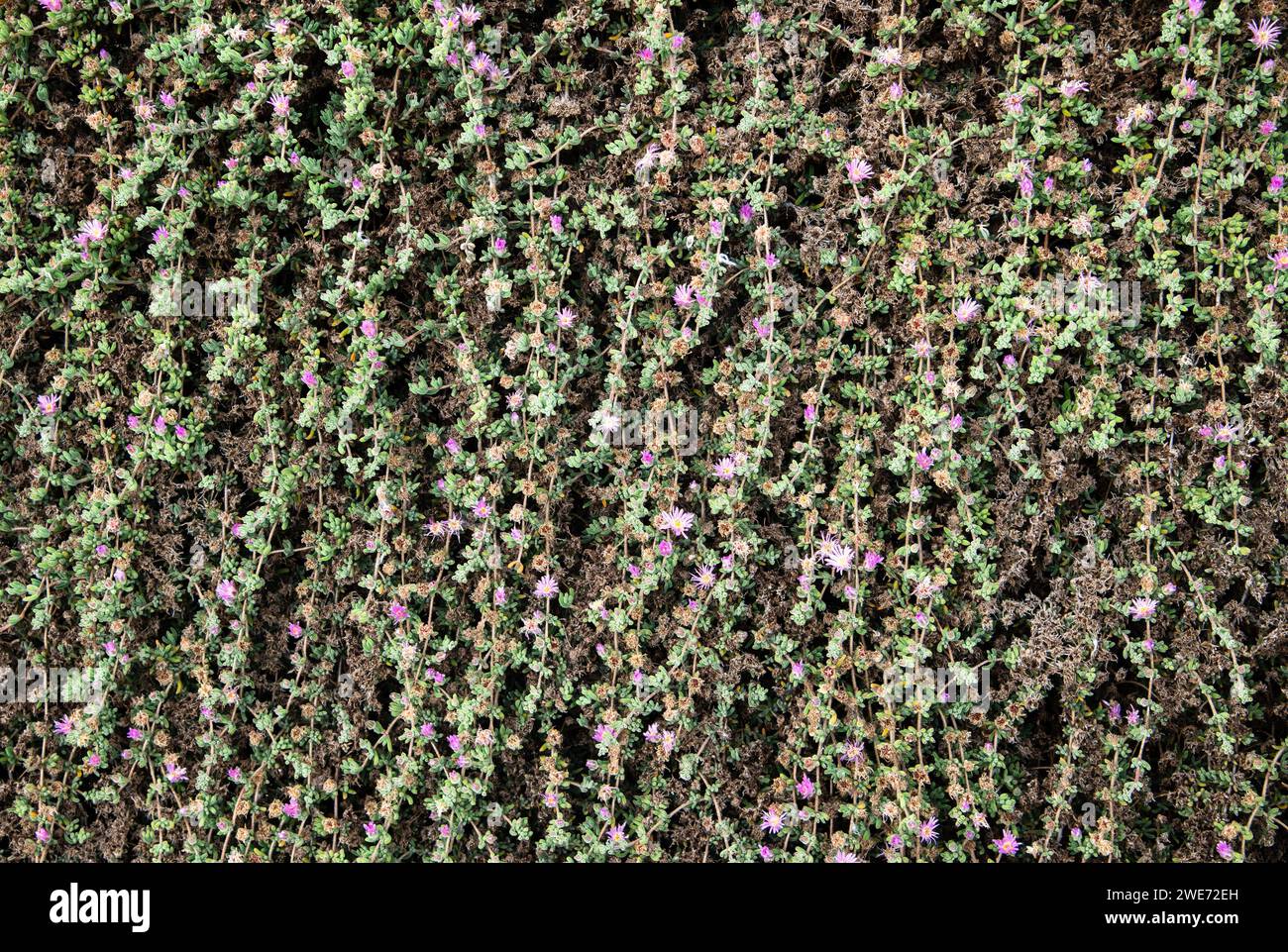 Parete di piccoli fiori viola da arrampicata Foto Stock