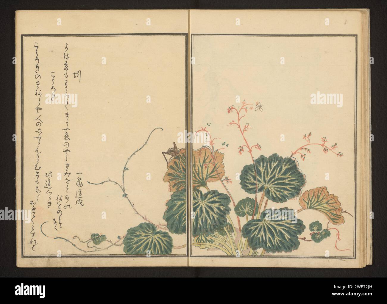 Lombrichi e cricket nero su saxifrage strisciante, 1788 pagina 16b e 17a nella seconda parte del Libro degli insetti di Utamaro. O il colore della carta Woodcut Foto Stock