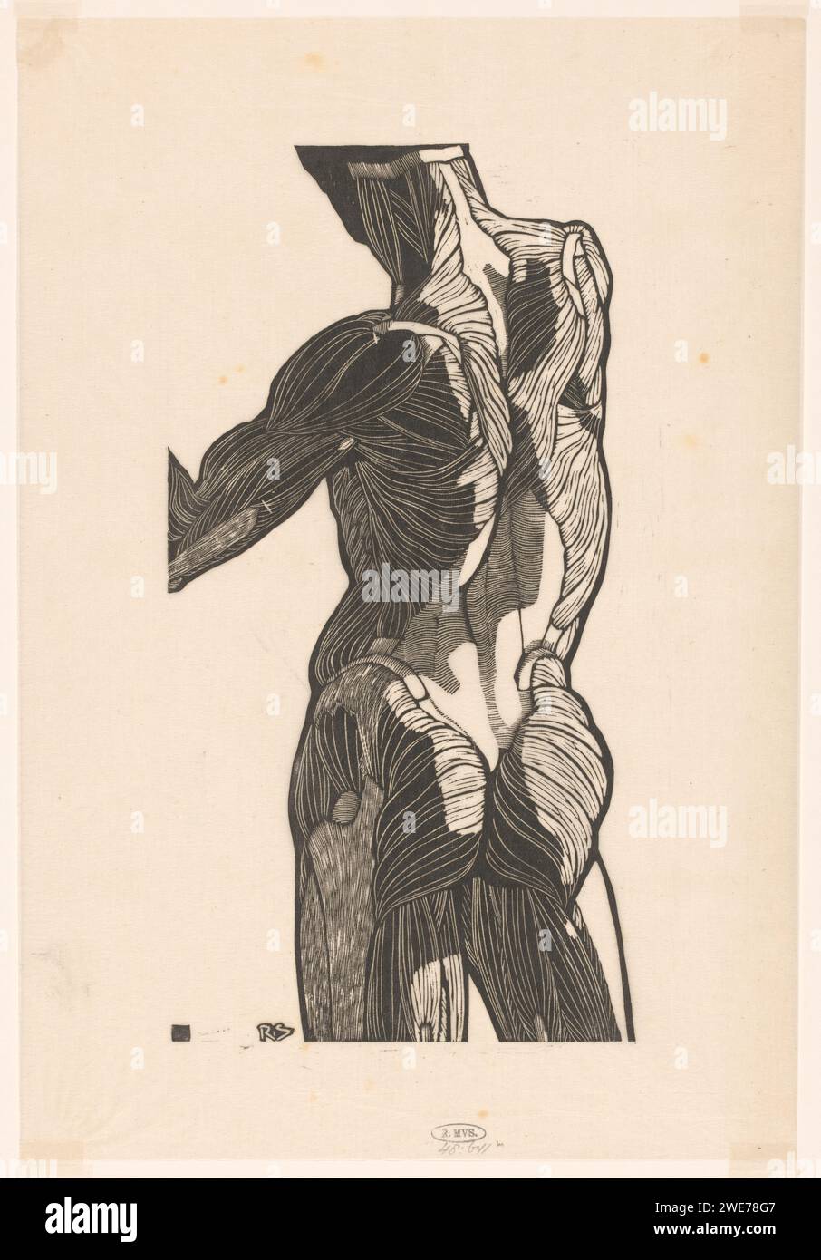 Studio anatomico della schiena e delle natiche di un uomo, Reijer Stolk, 1906 - 1945 stampa carta giapponese olandese (carta fatta a mano) modello anatomico dei muscoli, muscolo-uomo, 'Ã corchÃ©' Foto Stock