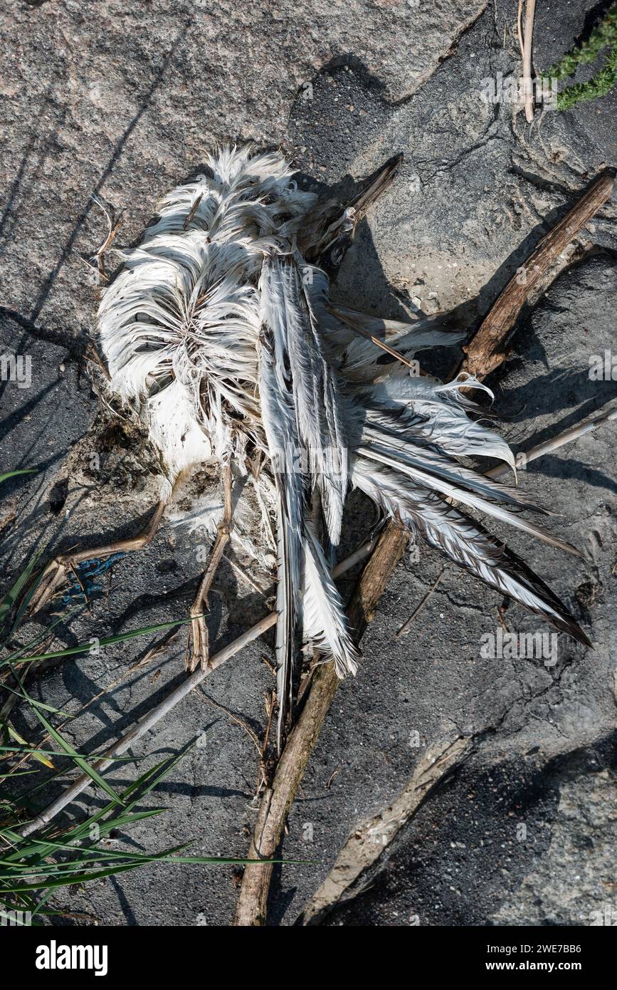 I resti di un uccello che giace a terra tra pietre e ramoscelli, sterna artica morta (Sterna paradisaea), immagine simbolica influenza aviaria, influenza aviaria Foto Stock