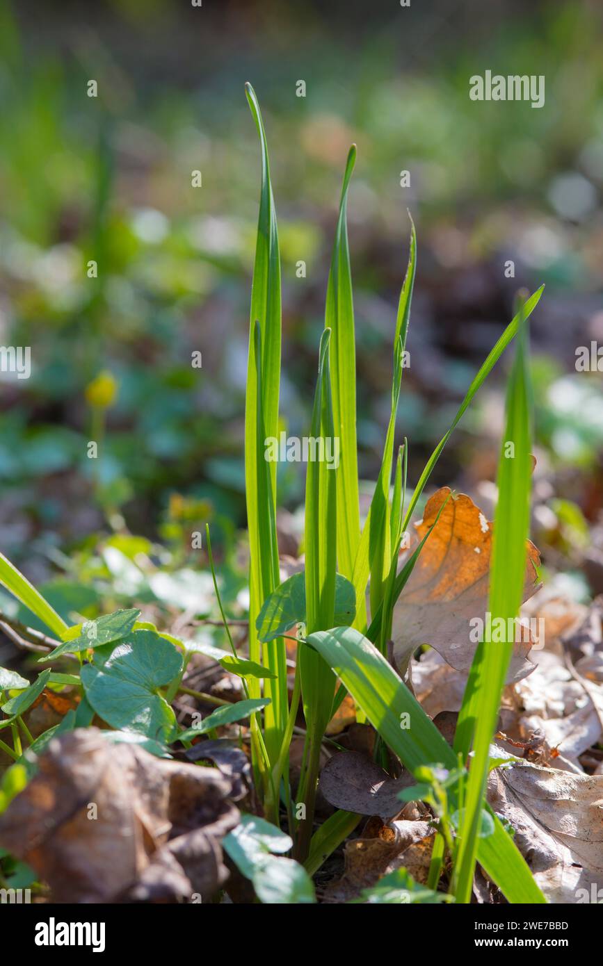 Porro di serpente o rocambole (Allium scorodoprasum), gambi giovani che spuntano dal fondo forestale, sorvolano nella foresta ripariale di latifoglie dell'Elba Foto Stock