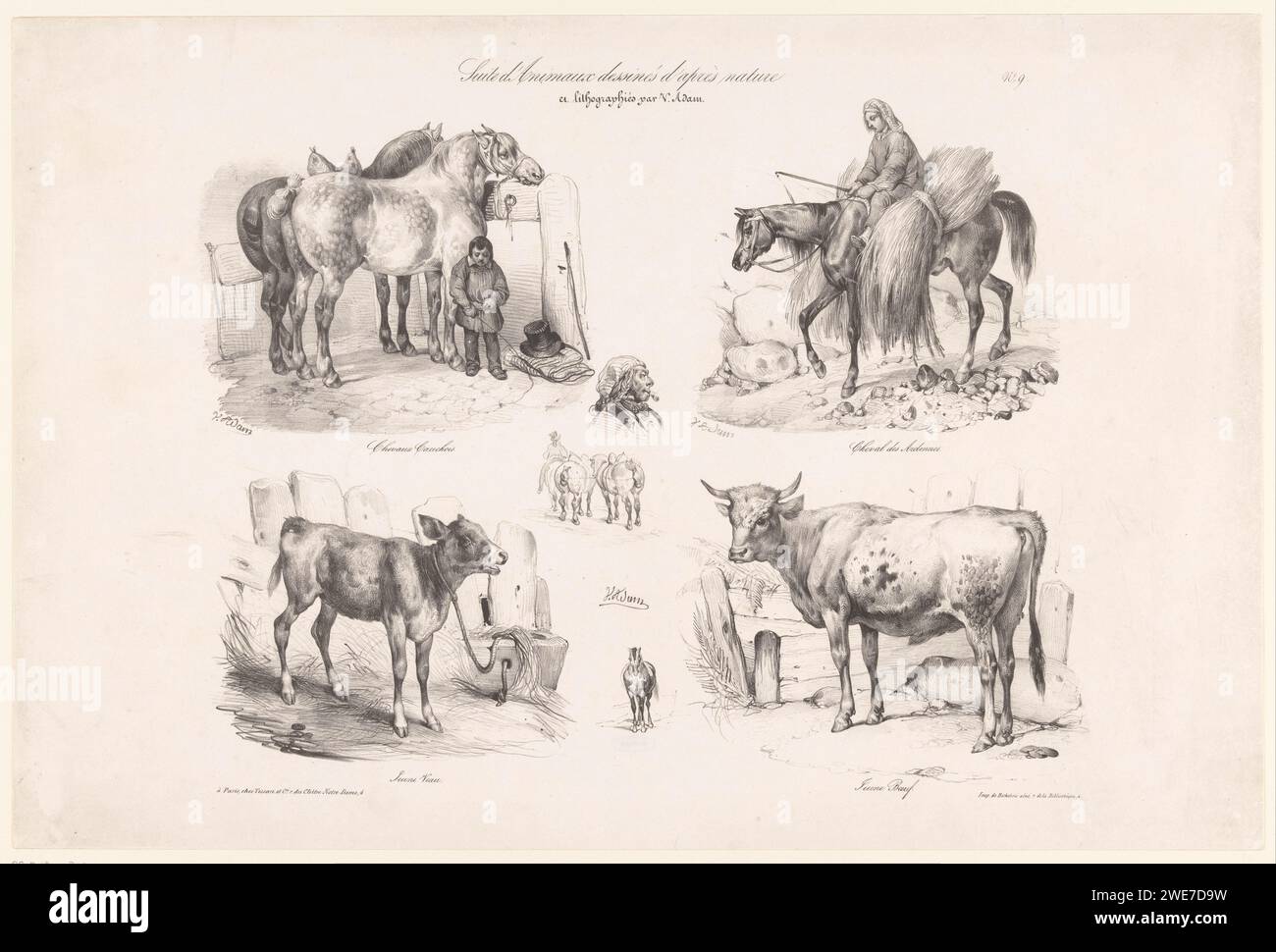 Quattro esibizioni di cavalli e mucche, Victor Adam, 1830 - c. 1840 stampare due cavalli normanni (dal Pays de Caux), un cavallo delle Ardenne, un vitello e un giovane toro. Cavallo di carta di Parigi. pack-animal. polpaccio. bull Foto Stock