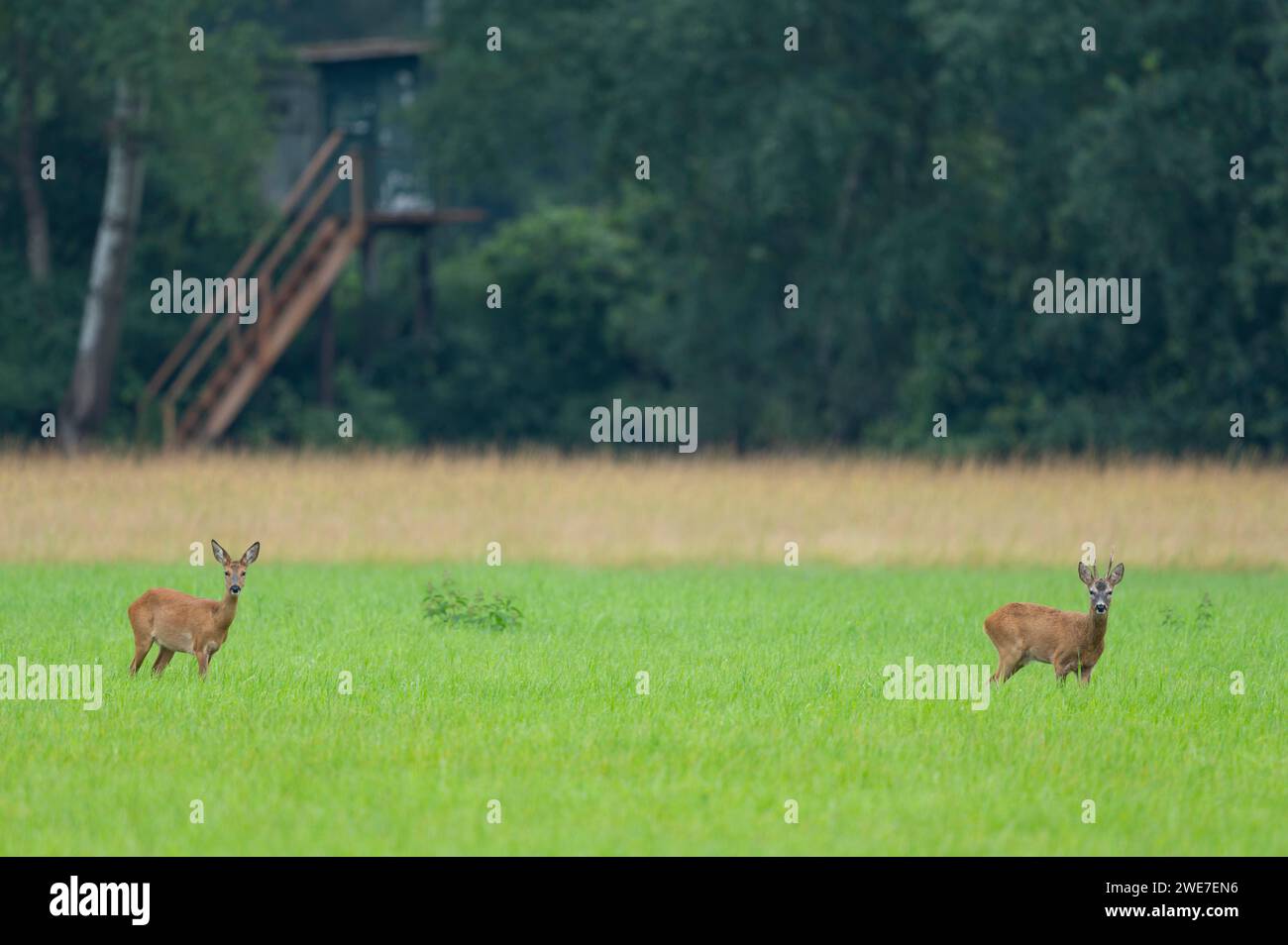 Capriolo europeo (Capreolus capreolus), buck e Doe in solco, tempo di foglie, in un prato, dietro un alto posto per la caccia, la fauna selvatica, bassa Sassonia, Germania Foto Stock