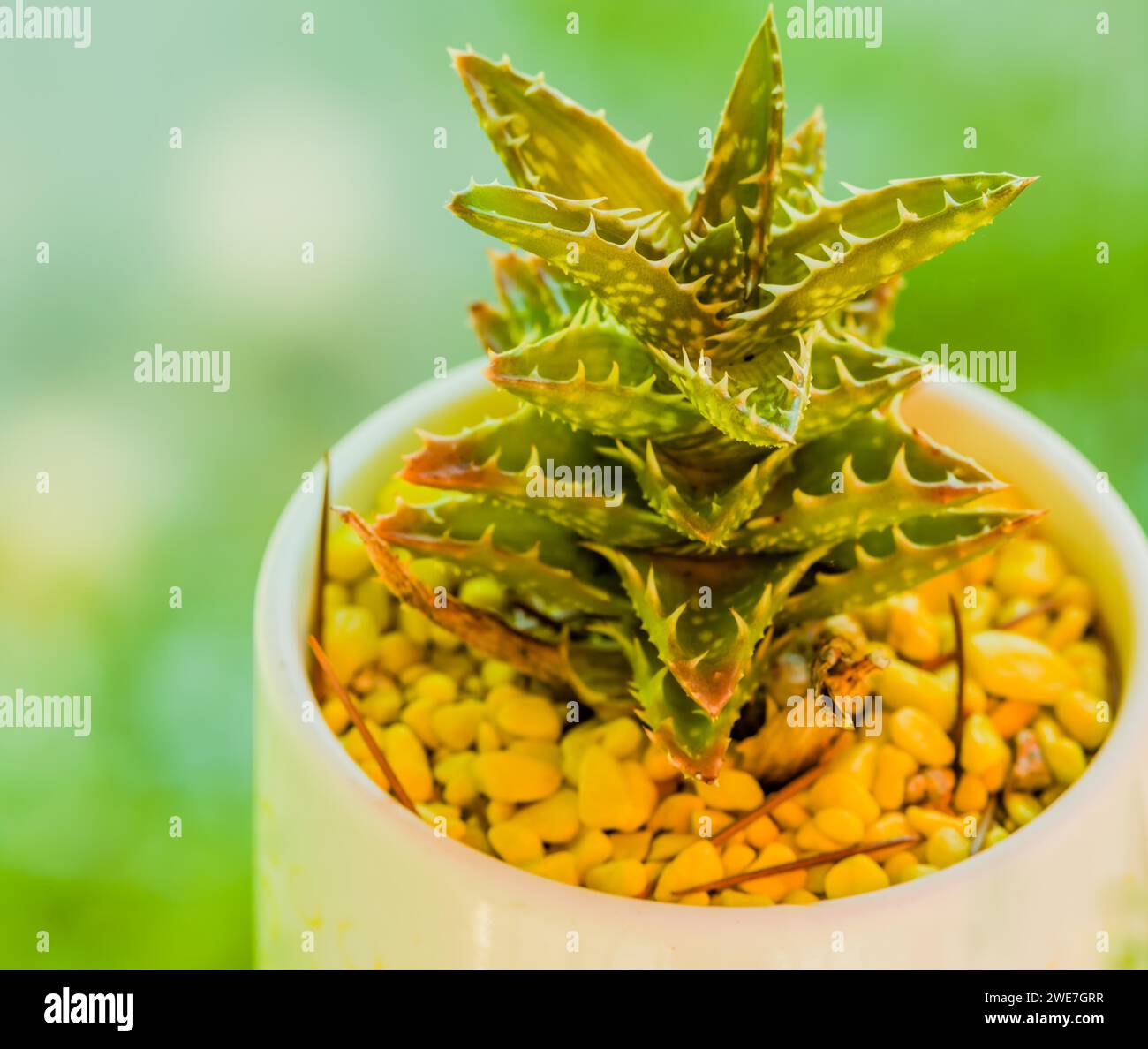 Primo piano di piccoli cactus Dyckia in una tazza bianca con sfondo morbido sfocato Foto Stock