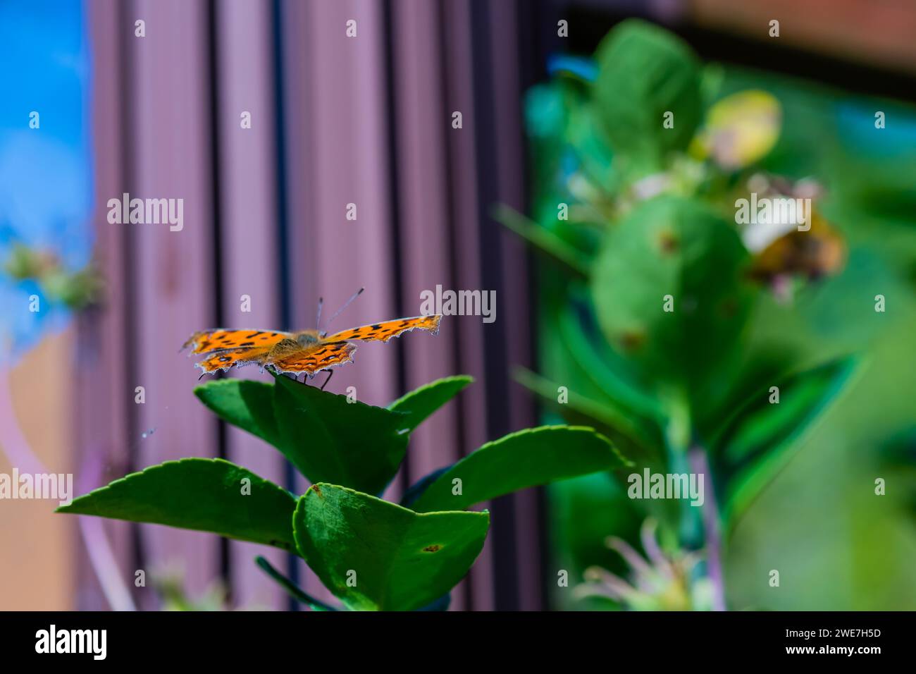 La farfalla a virgola con ali a macchie nere che poggiano su foglie di piante verdi Foto Stock