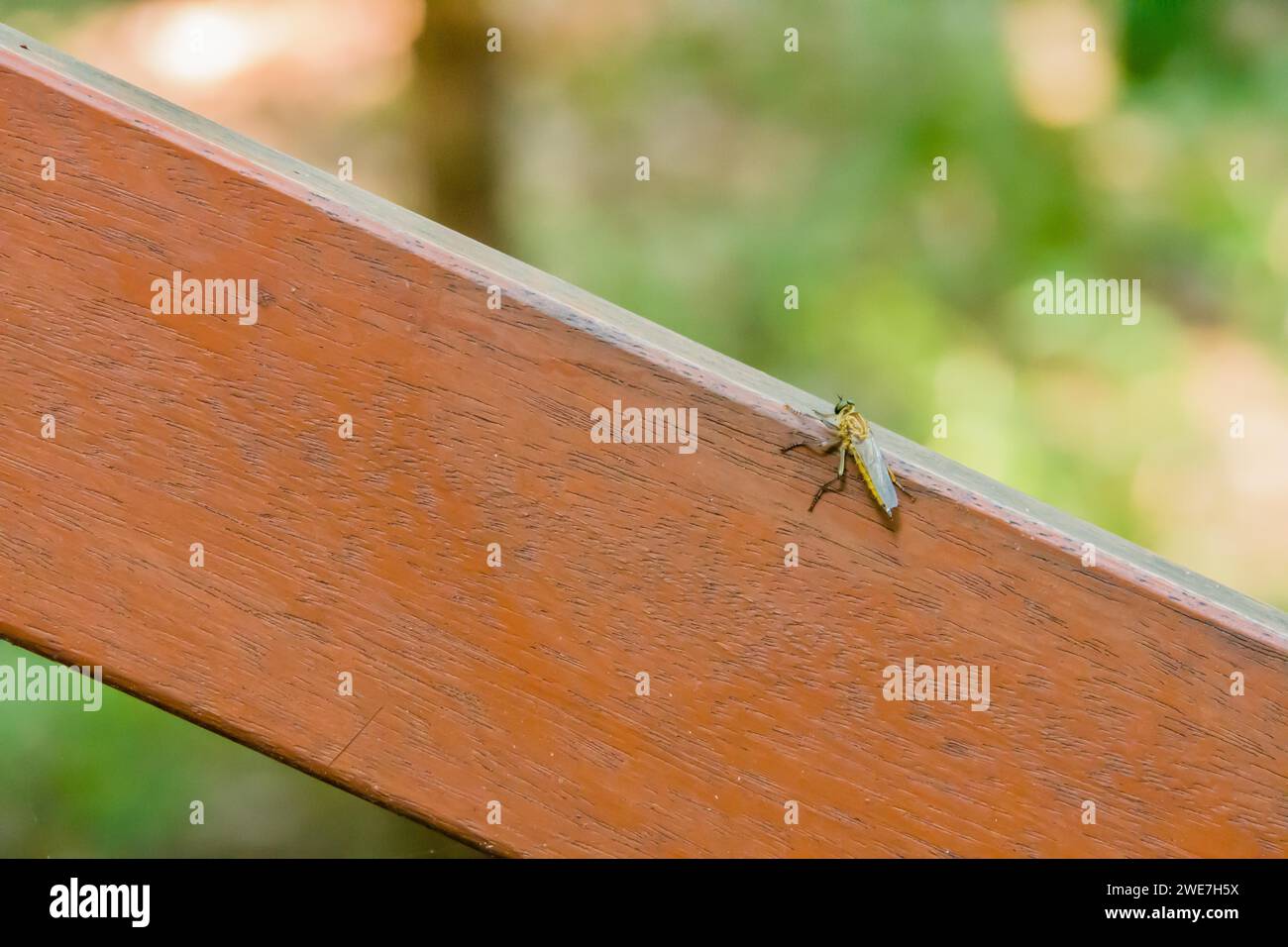 Primo piano della mosca a zampe lunghe, Dolichopodidalarge che vola con insetti su un corrimano di legno marrone con morbido sfondo sfocato Foto Stock