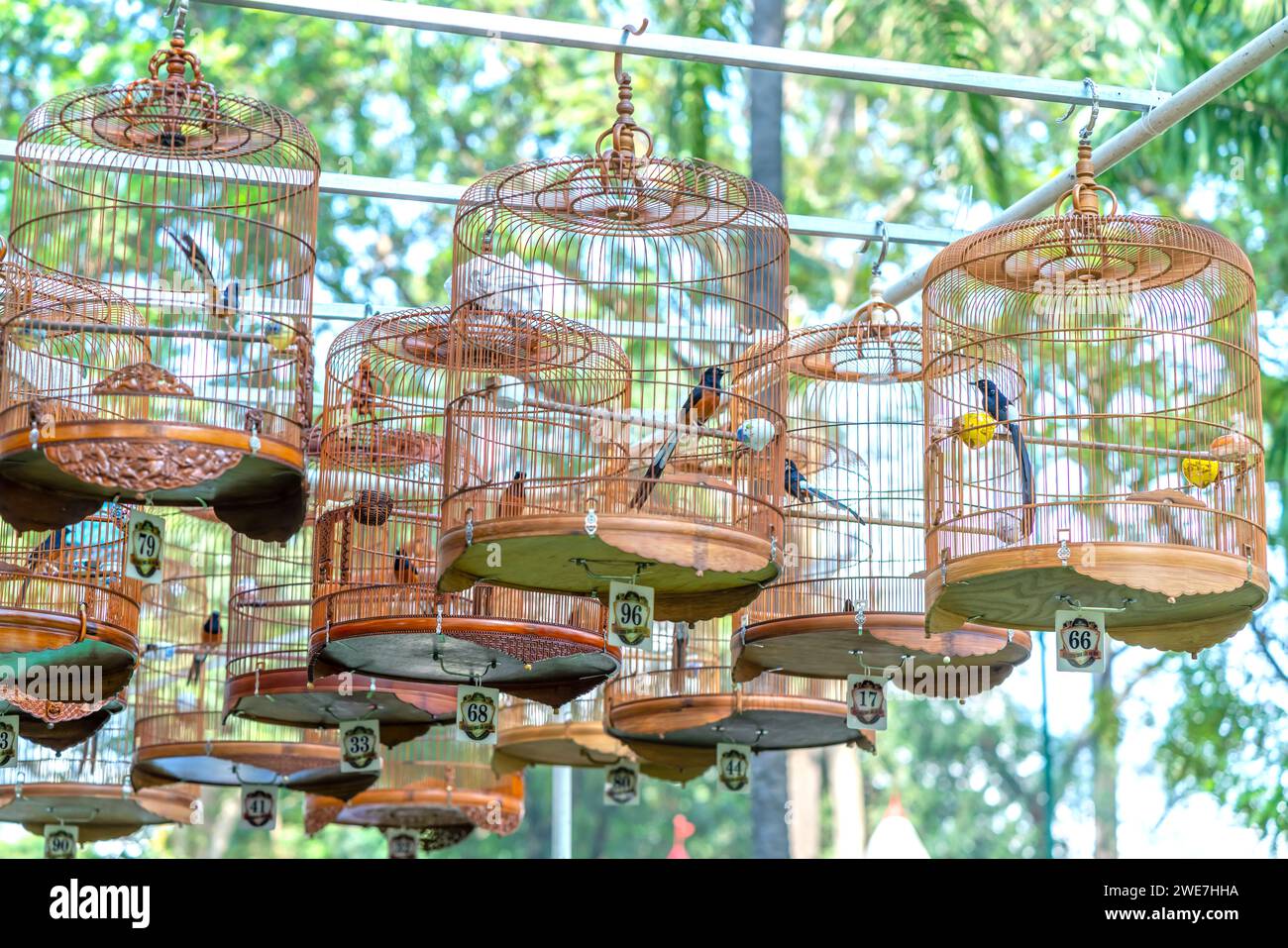 Le gabbie di Warbler al concorso di canto attirano molti uccelli da tutto il mondo per riunirsi nel parco durante il capodanno lunare. Foto Stock
