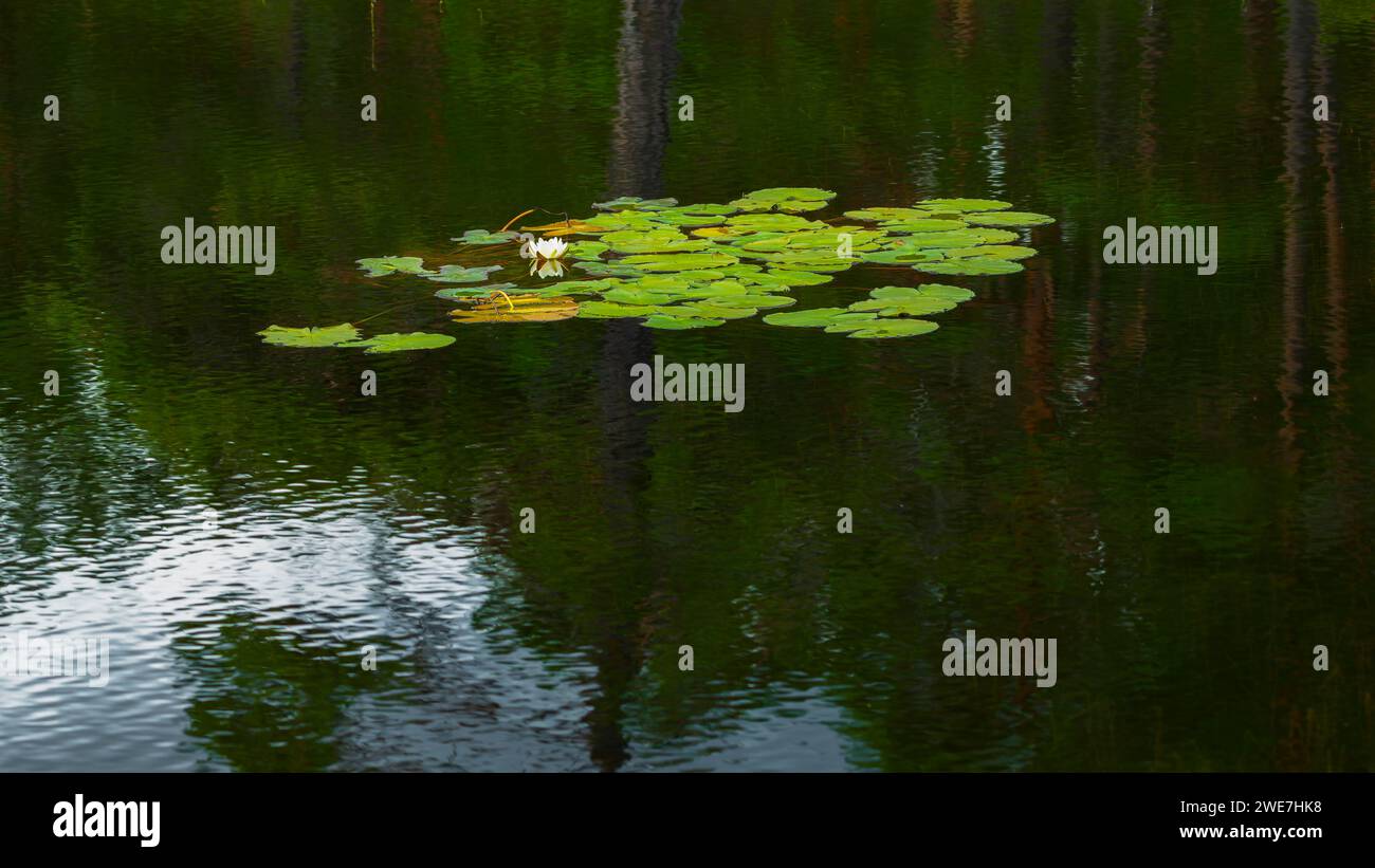 Ninfea (Nymphaea), Ovrebo, Vennesla, Agder, Norvegia Foto Stock