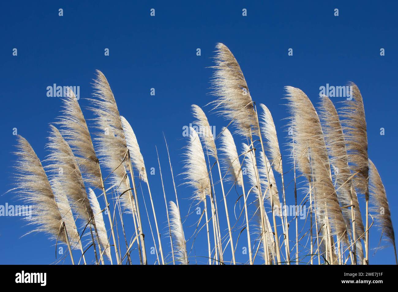Pampas piumini contro uno splendido cielo blu, connessione con la natura e sensazione di spirito libero. Foto Stock
