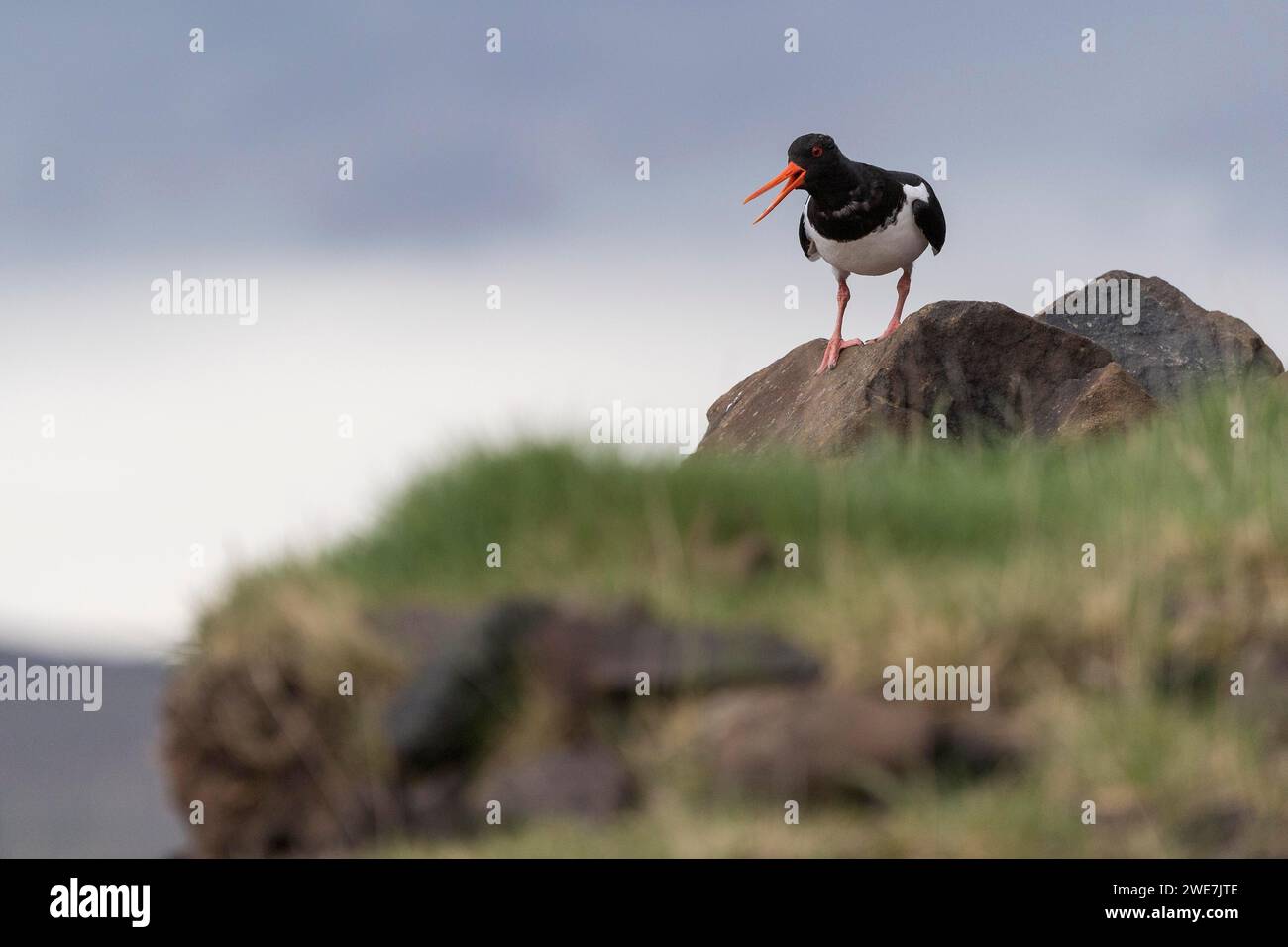 Oystercatcher (Haematopus ostralegus) in piedi sulla pietra, Hvalfjoerour, Islanda Foto Stock