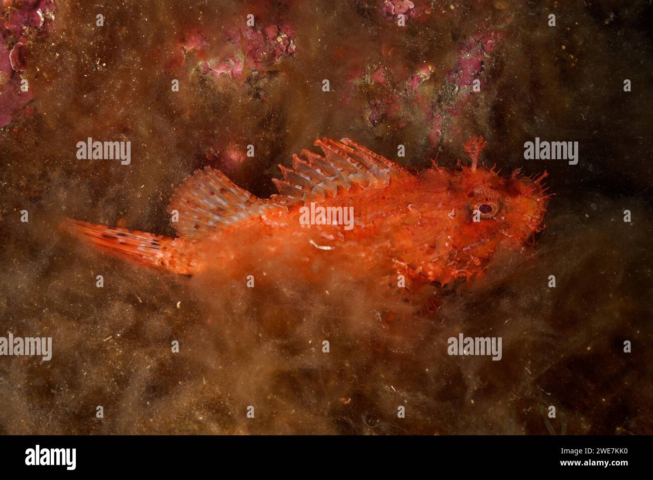 Scorpione rosso (Scorpaena scrofa), scrofa marina adagiata sul fondo marino ricoperto di alghe, sito di immersione riserva marina di Cap de Creus, Rosas, Costa Brava Foto Stock