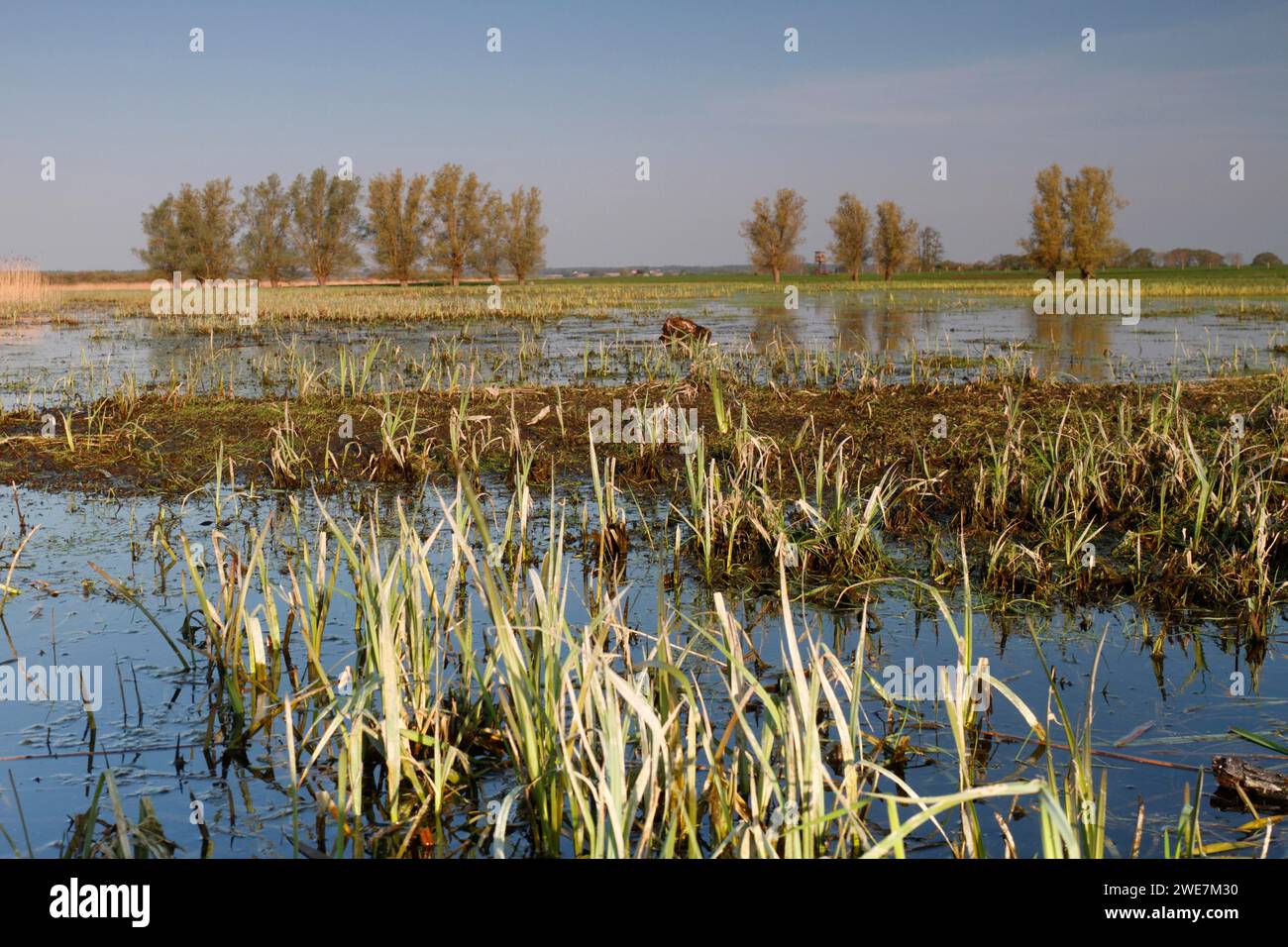 Biotopo paludoso nella valle del Peene, prati d'acqua, habitat raro per piante e animali a rischio di estinzione, Parco naturale Flusslandschaft Peenetal Foto Stock