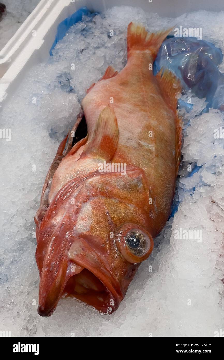 Scorfano commestibile (Sebastes norvegicus) adagiato su ghiaccio tritato nell'esposizione di vendita di Fischhandel Fischhaendler, Germania Foto Stock